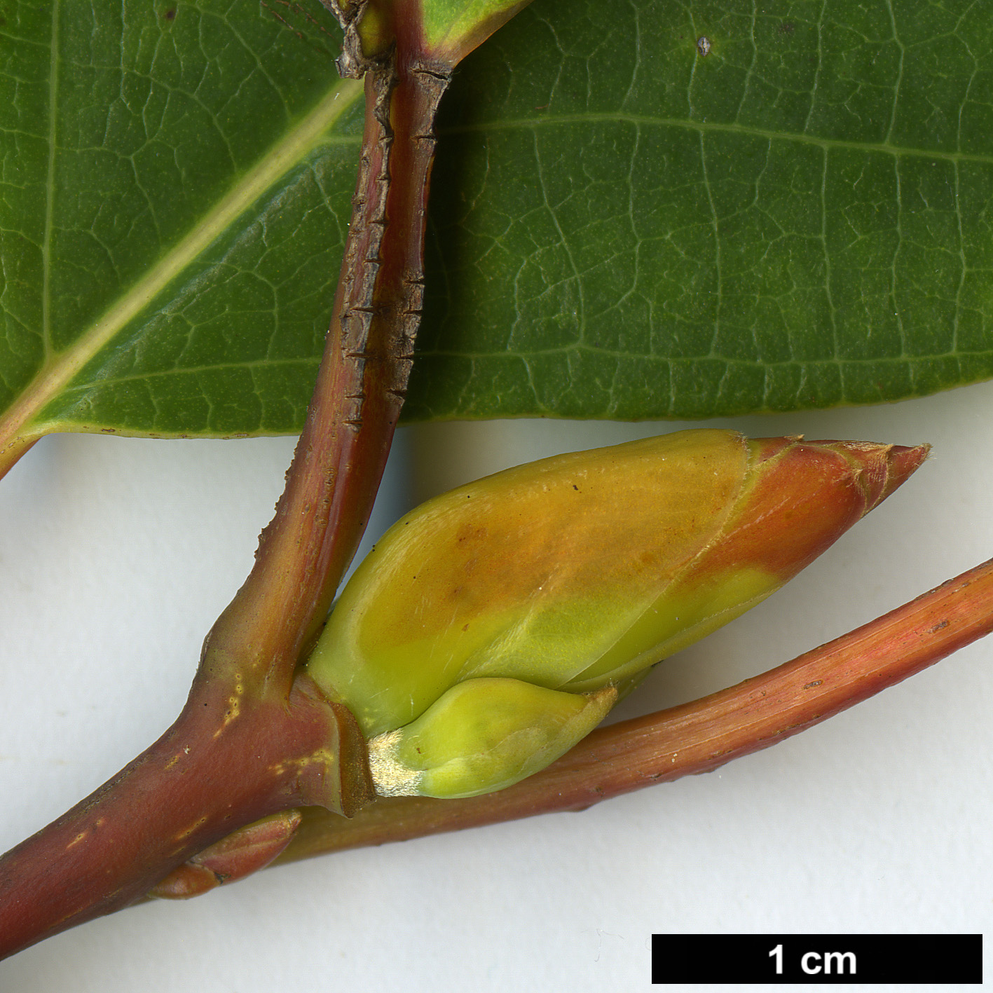 High resolution image: Family: Lauraceae - Genus: Litsea - Taxon: populifolia