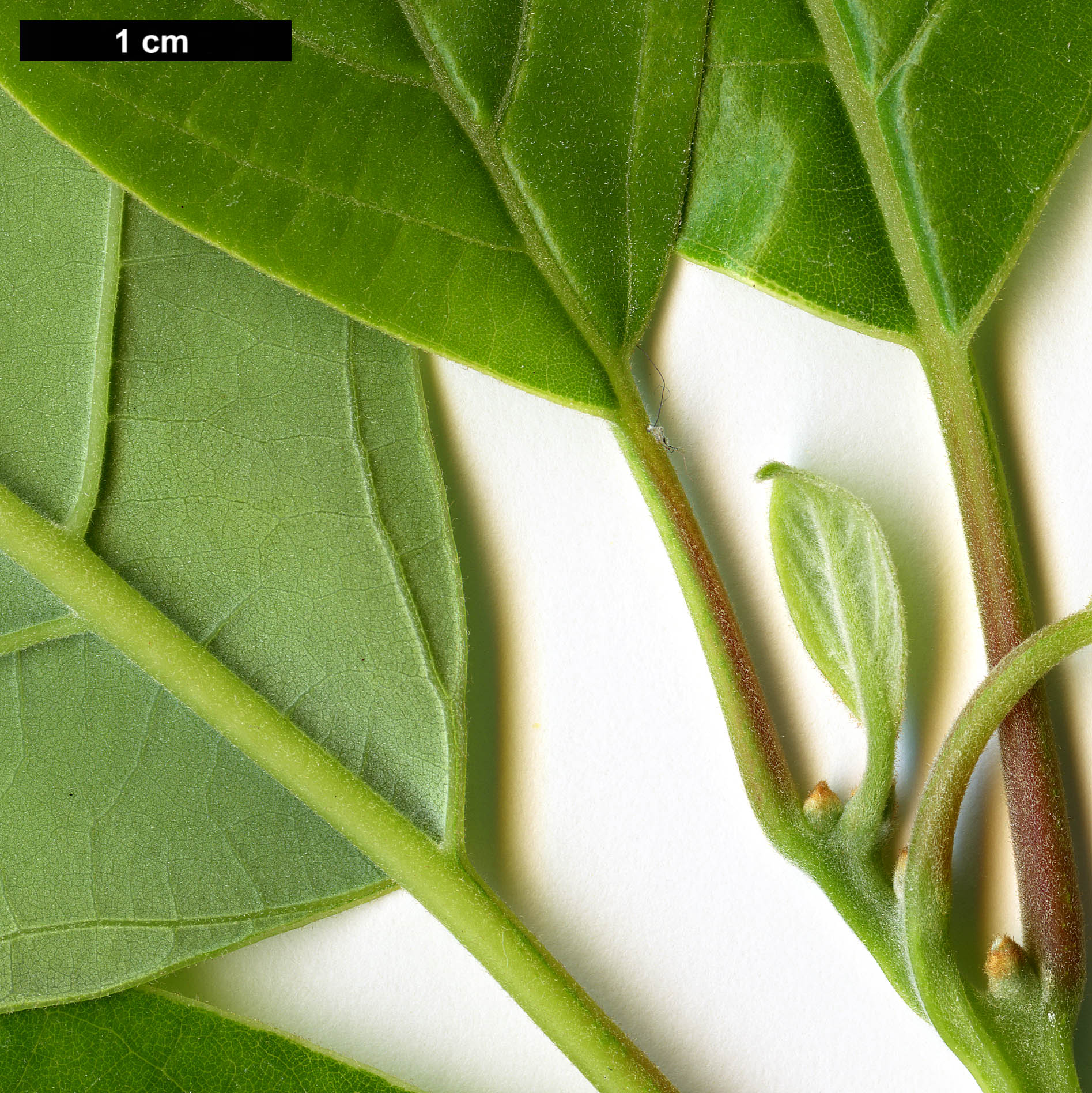 High resolution image: Family: Lauraceae - Genus: Nothaphoebe - Taxon: cavaleriei