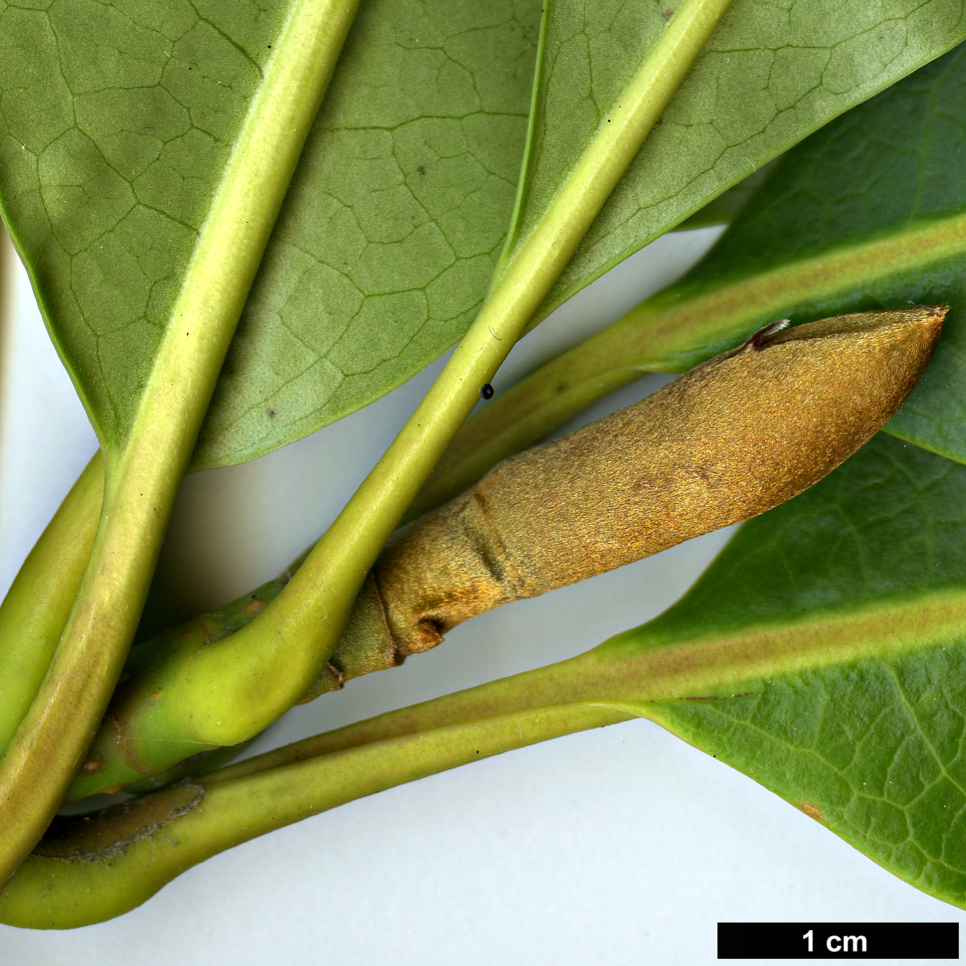 High resolution image: Family: Magnoliaceae - Genus: Magnolia - Taxon: conifera