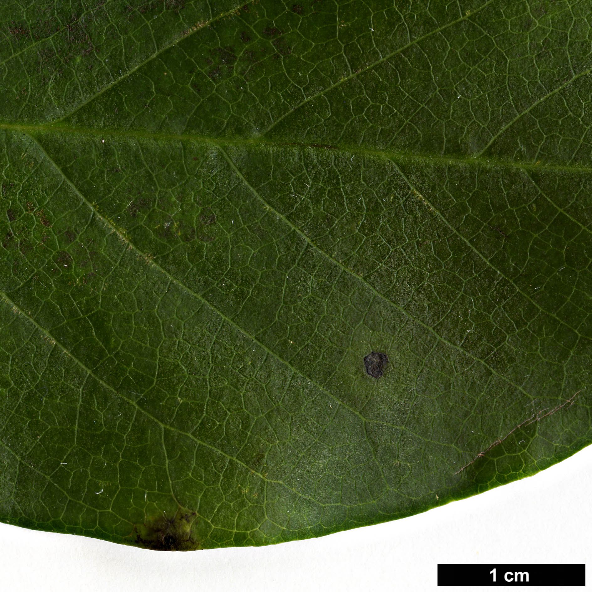 High resolution image: Family: Magnoliaceae - Genus: Magnolia - Taxon: cylindrica