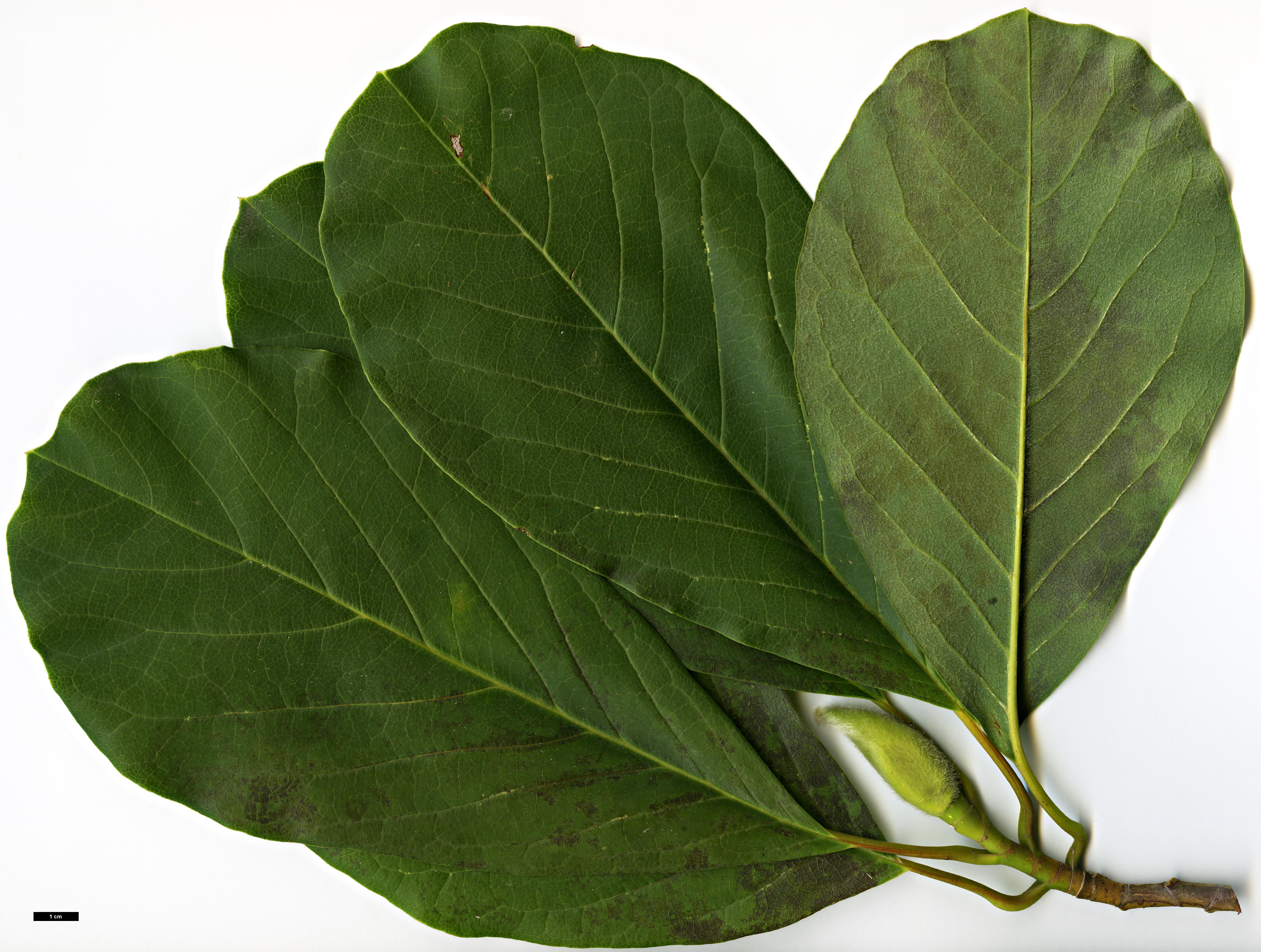 High resolution image: Family: Magnoliaceae - Genus: Magnolia - Taxon: dawsoniana