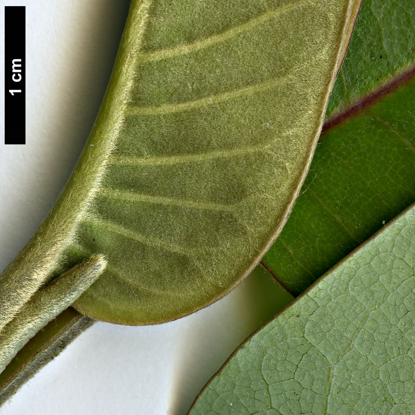 High resolution image: Family: Magnoliaceae - Genus: Magnolia - Taxon: delavayi
