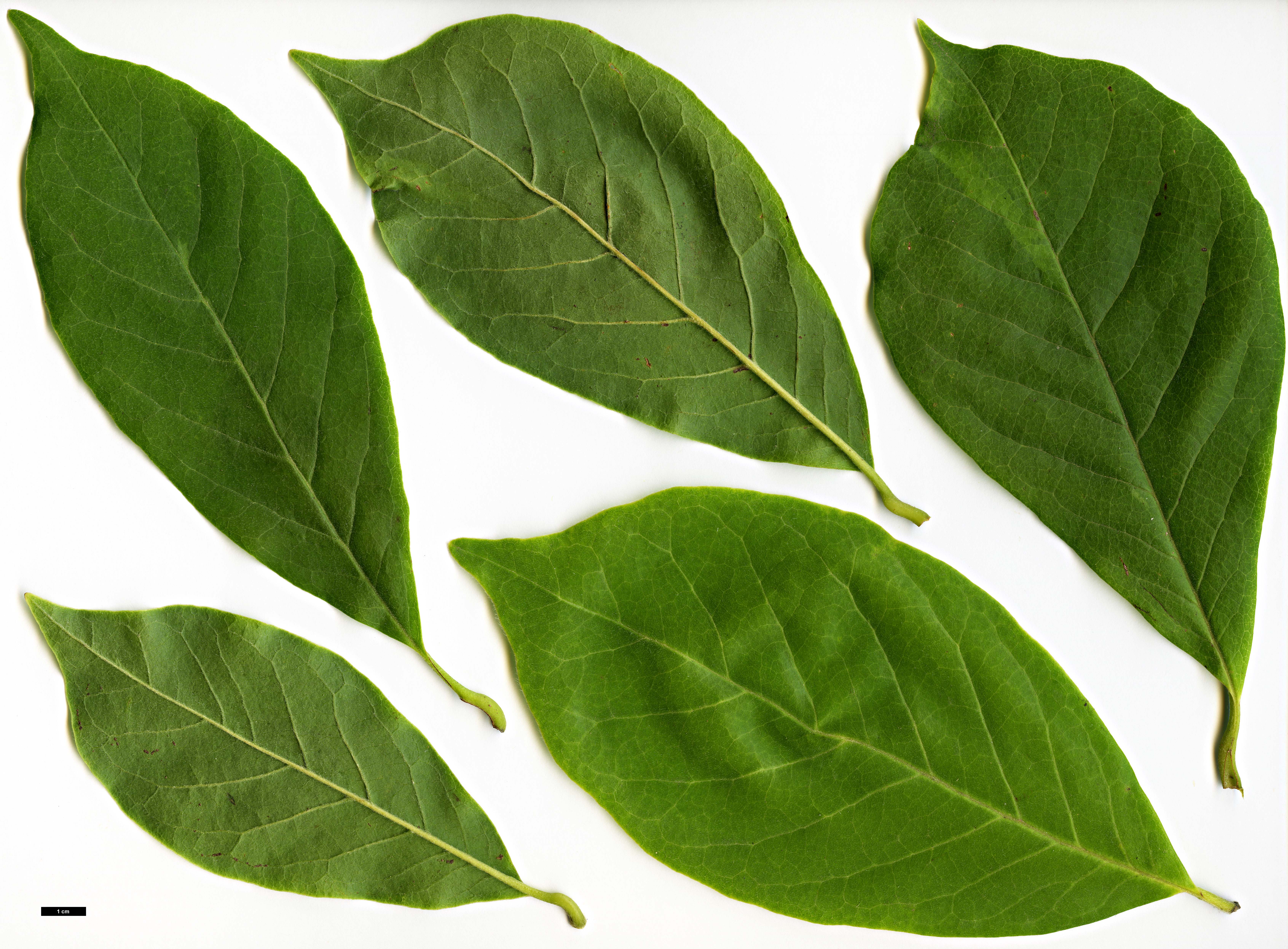 High resolution image: Family: Magnoliaceae - Genus: Magnolia - Taxon: denudata