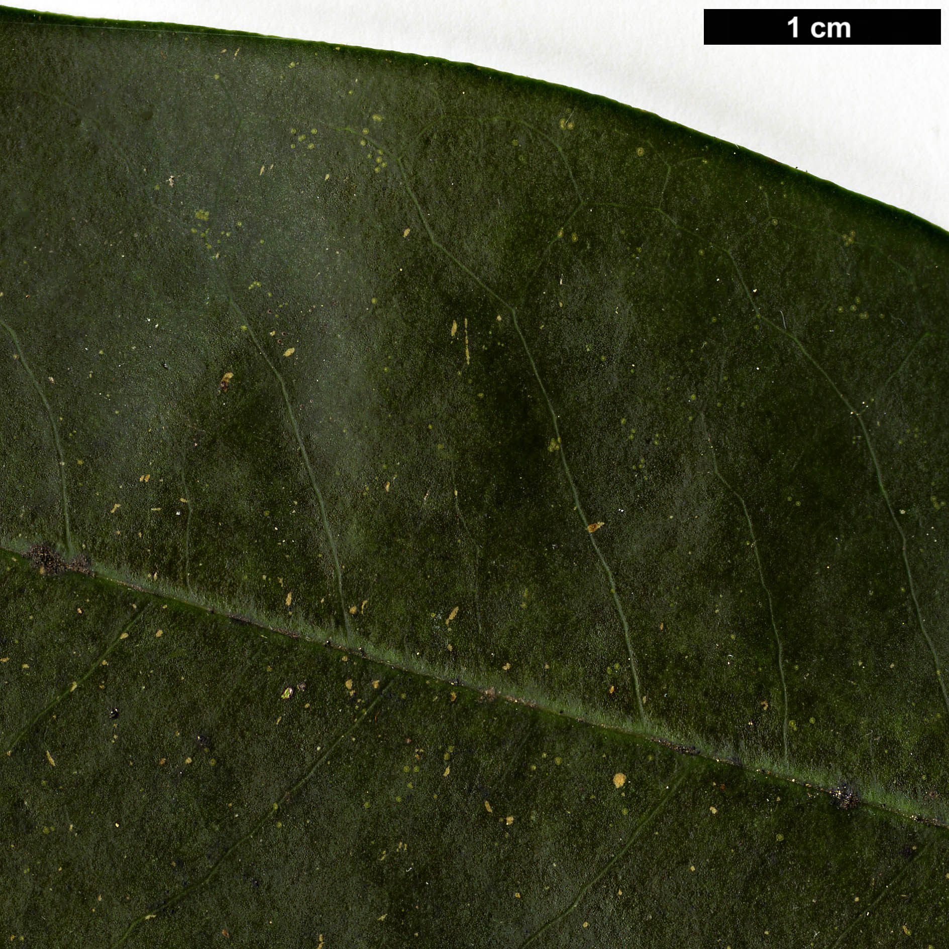 High resolution image: Family: Magnoliaceae - Genus: Magnolia - Taxon: forrestii