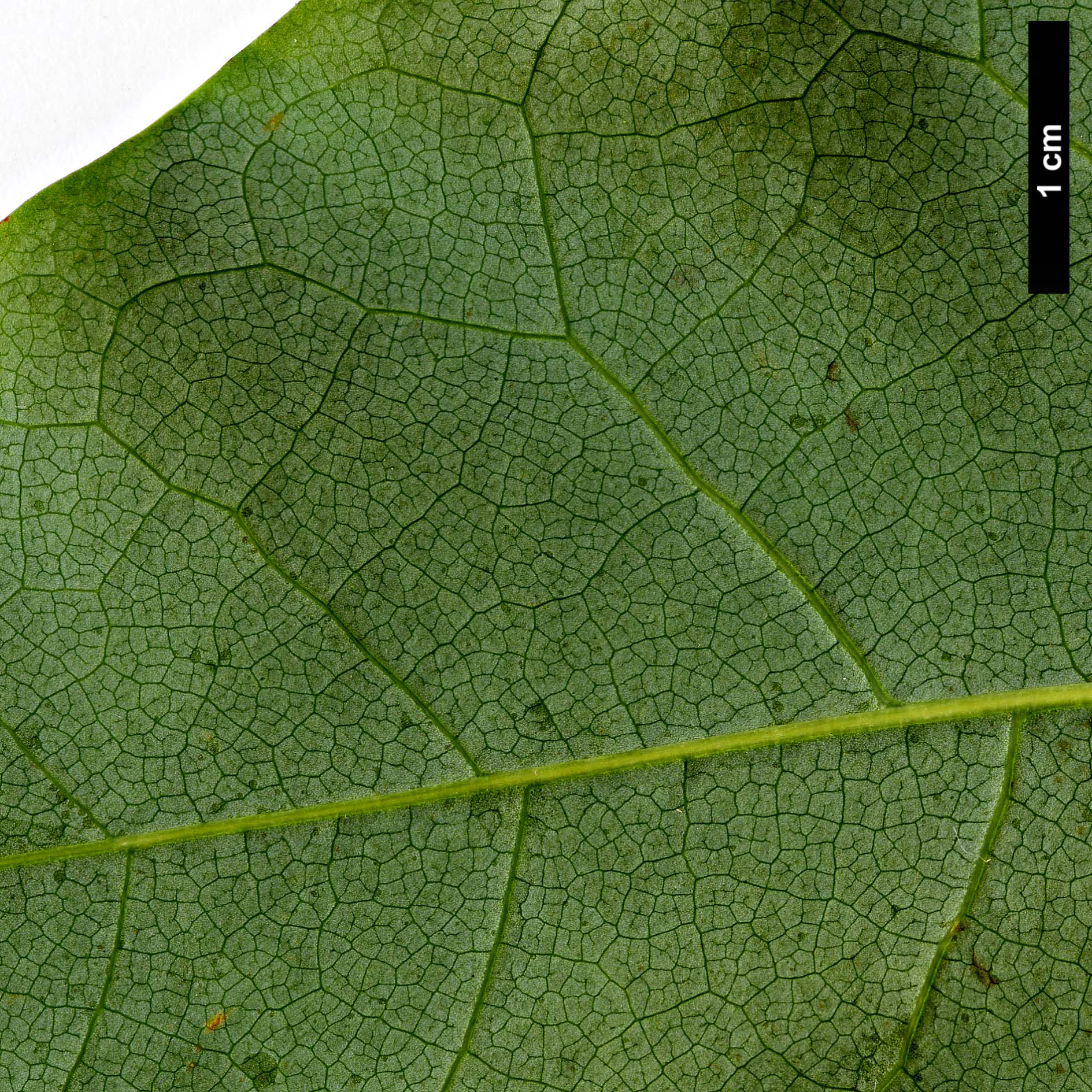 High resolution image: Family: Magnoliaceae - Genus: Magnolia - Taxon: fraseri