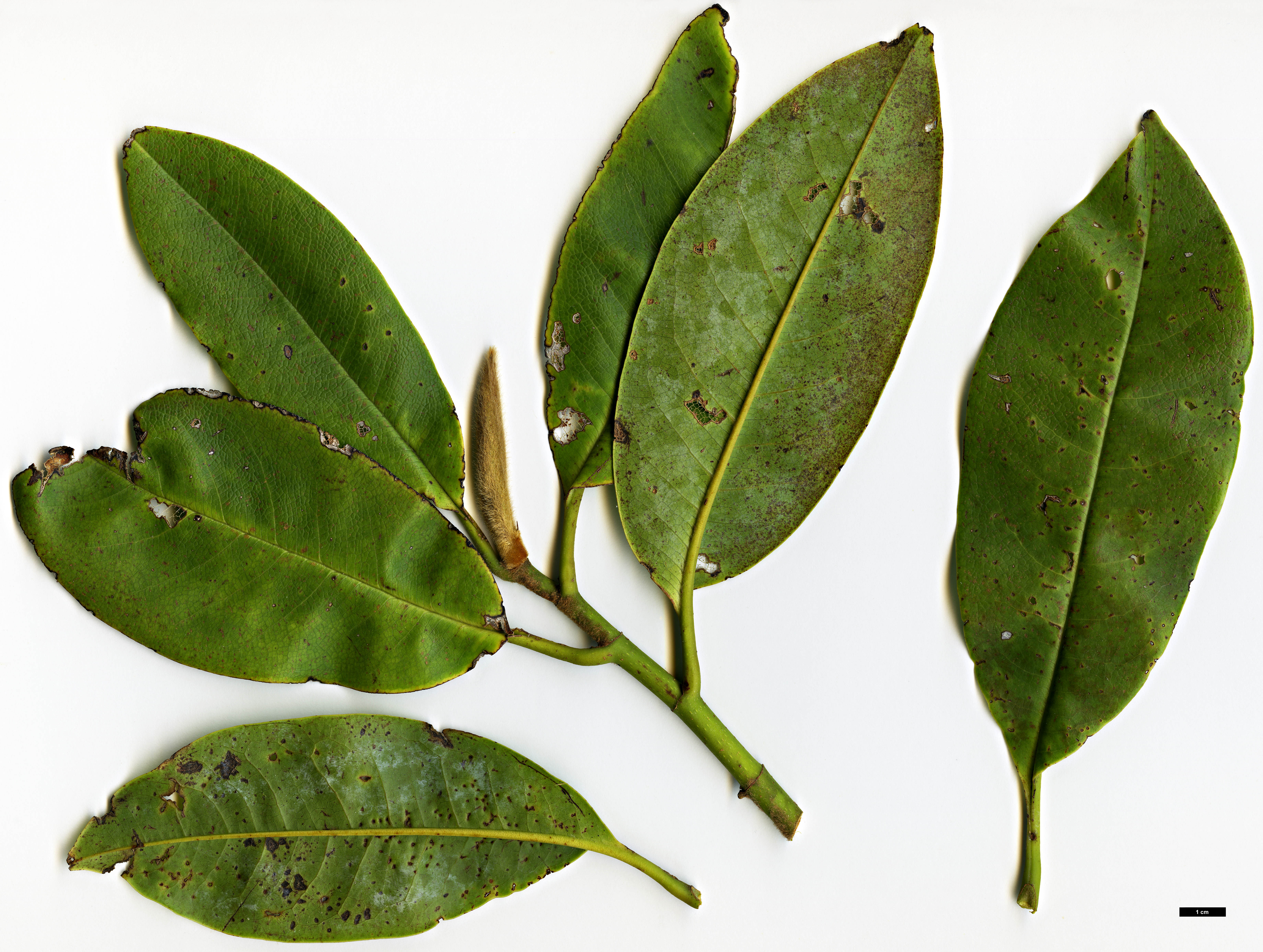 High resolution image: Family: Magnoliaceae - Genus: Magnolia - Taxon: fulva