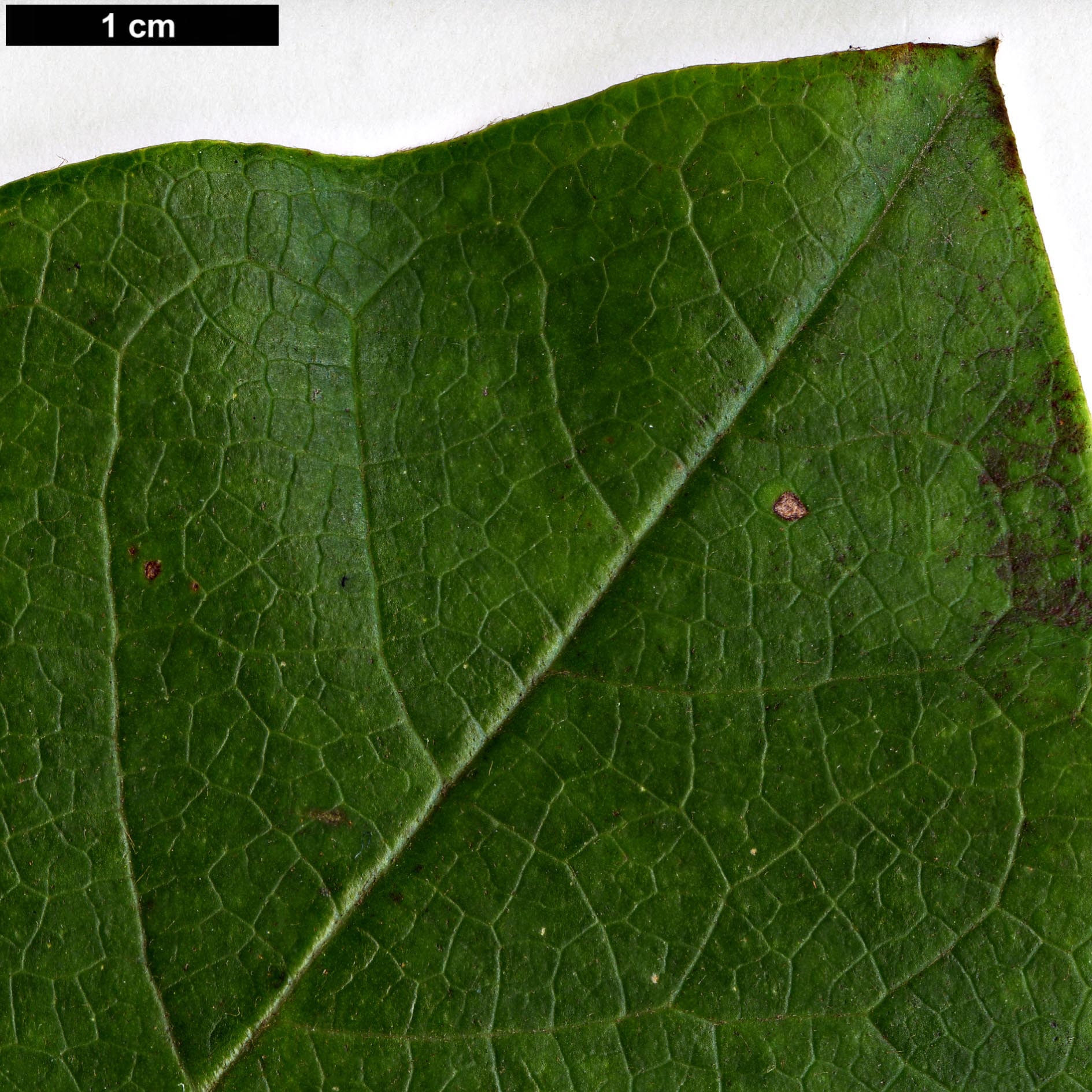 High resolution image: Family: Magnoliaceae - Genus: Magnolia - Taxon: globosa