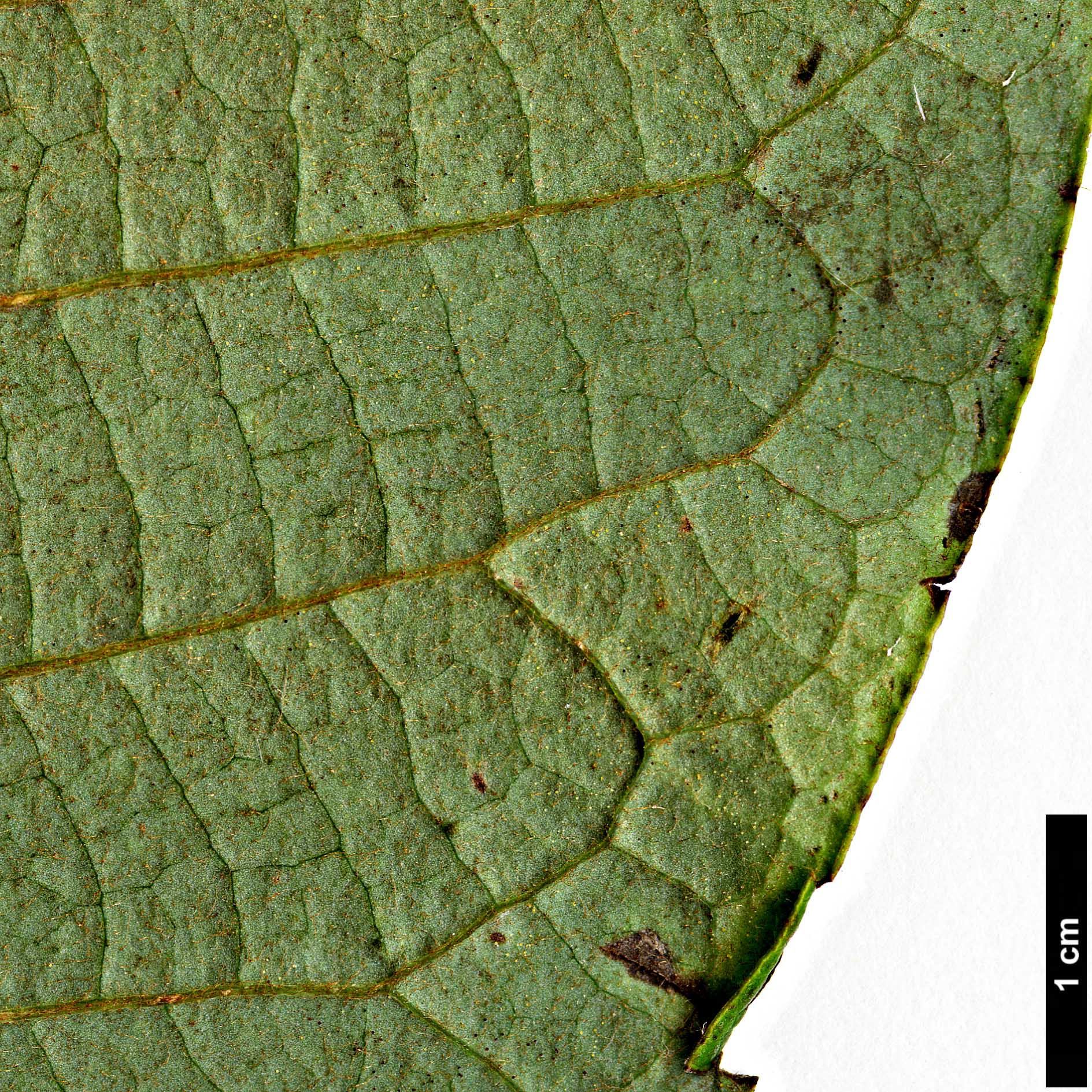 High resolution image: Family: Magnoliaceae - Genus: Magnolia - Taxon: globosa