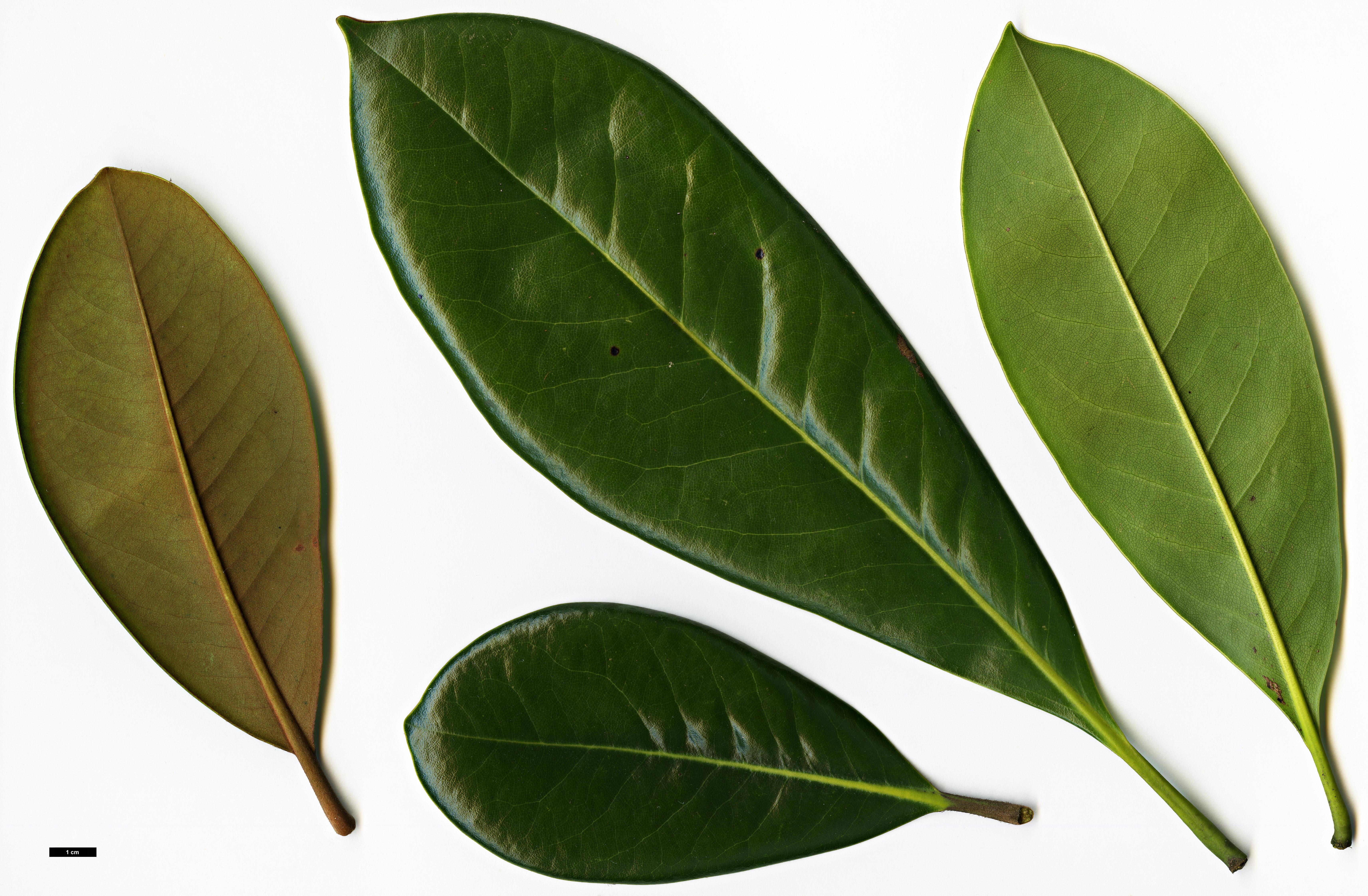 High resolution image: Family: Magnoliaceae - Genus: Magnolia - Taxon: grandiflora