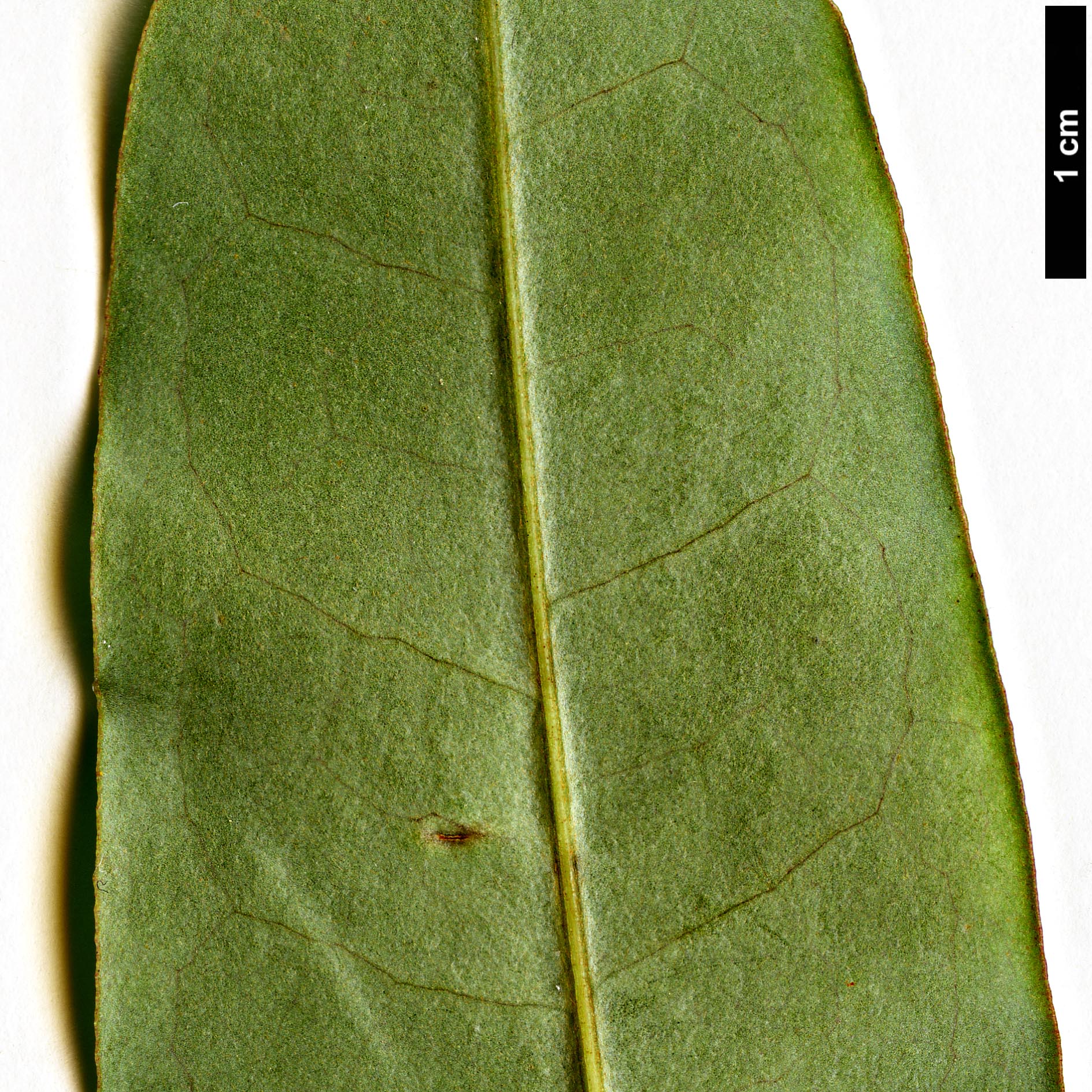 High resolution image: Family: Magnoliaceae - Genus: Magnolia - Taxon: guangnanica