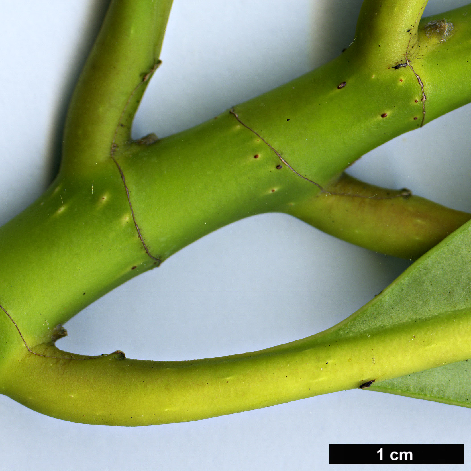 High resolution image: Family: Magnoliaceae - Genus: Magnolia - Taxon: guangnanica
