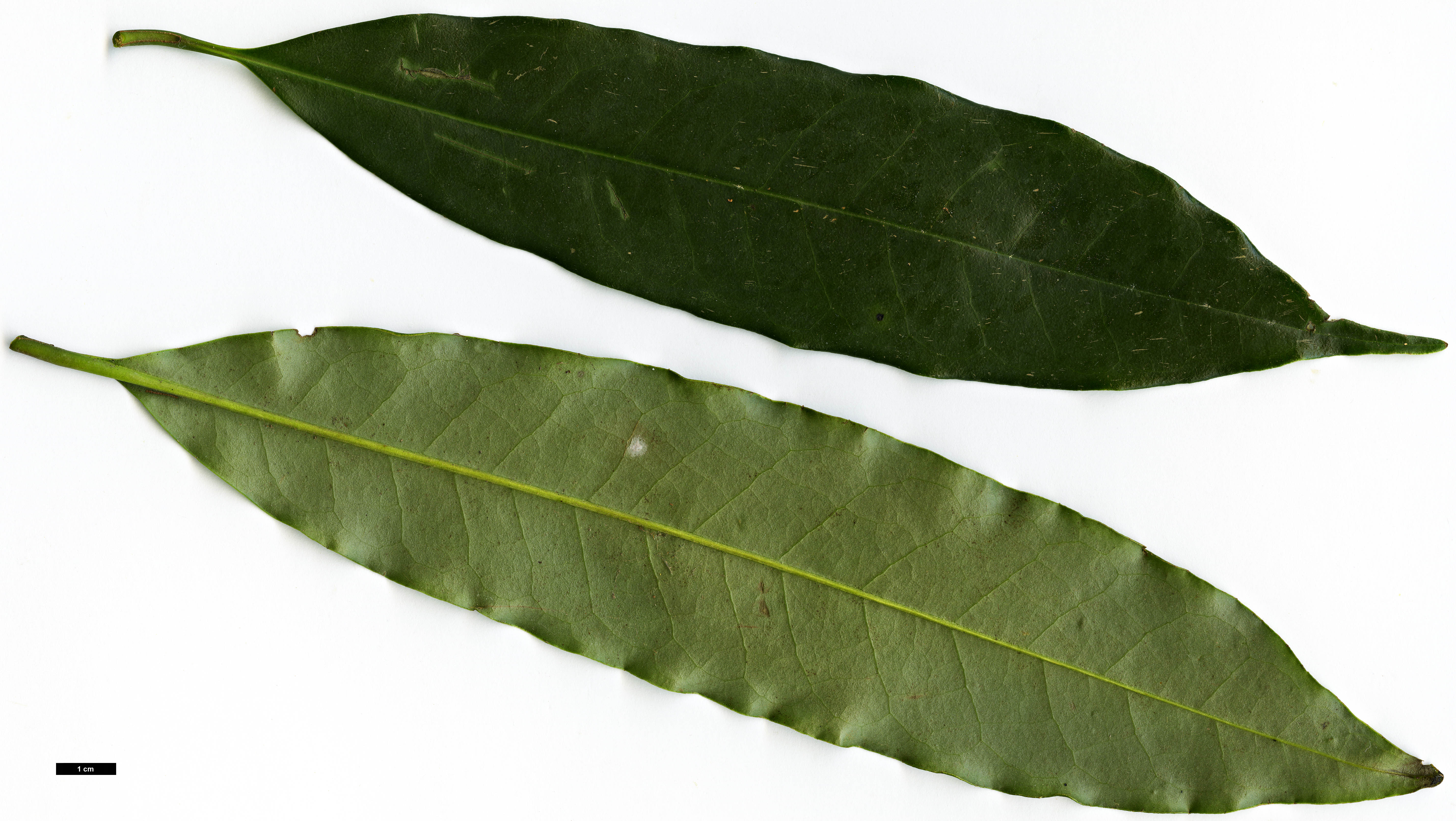 High resolution image: Family: Magnoliaceae - Genus: Magnolia - Taxon: insignis