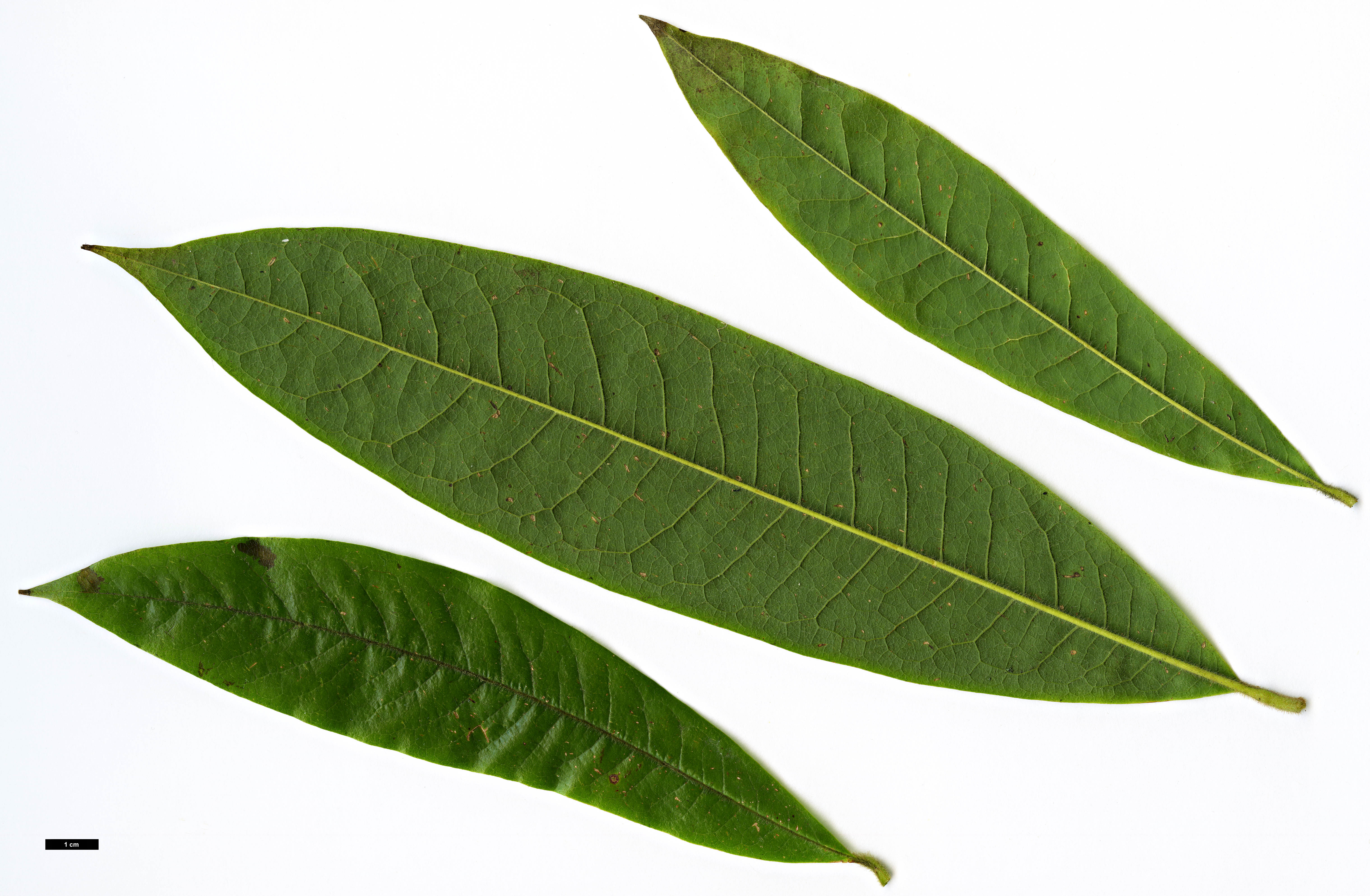 High resolution image: Family: Magnoliaceae - Genus: Magnolia - Taxon: lanuginosa