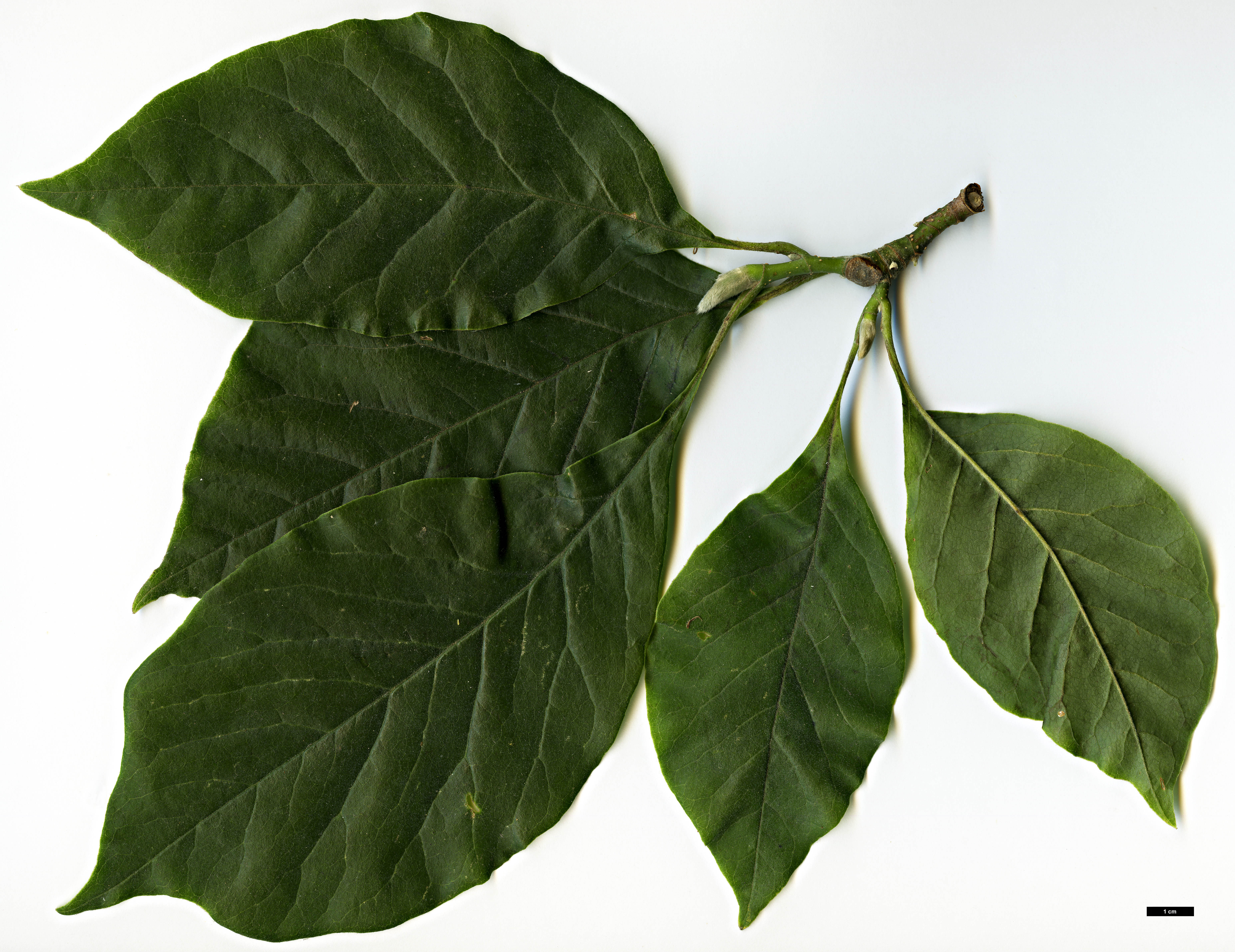 High resolution image: Family: Magnoliaceae - Genus: Magnolia - Taxon: liliiflora