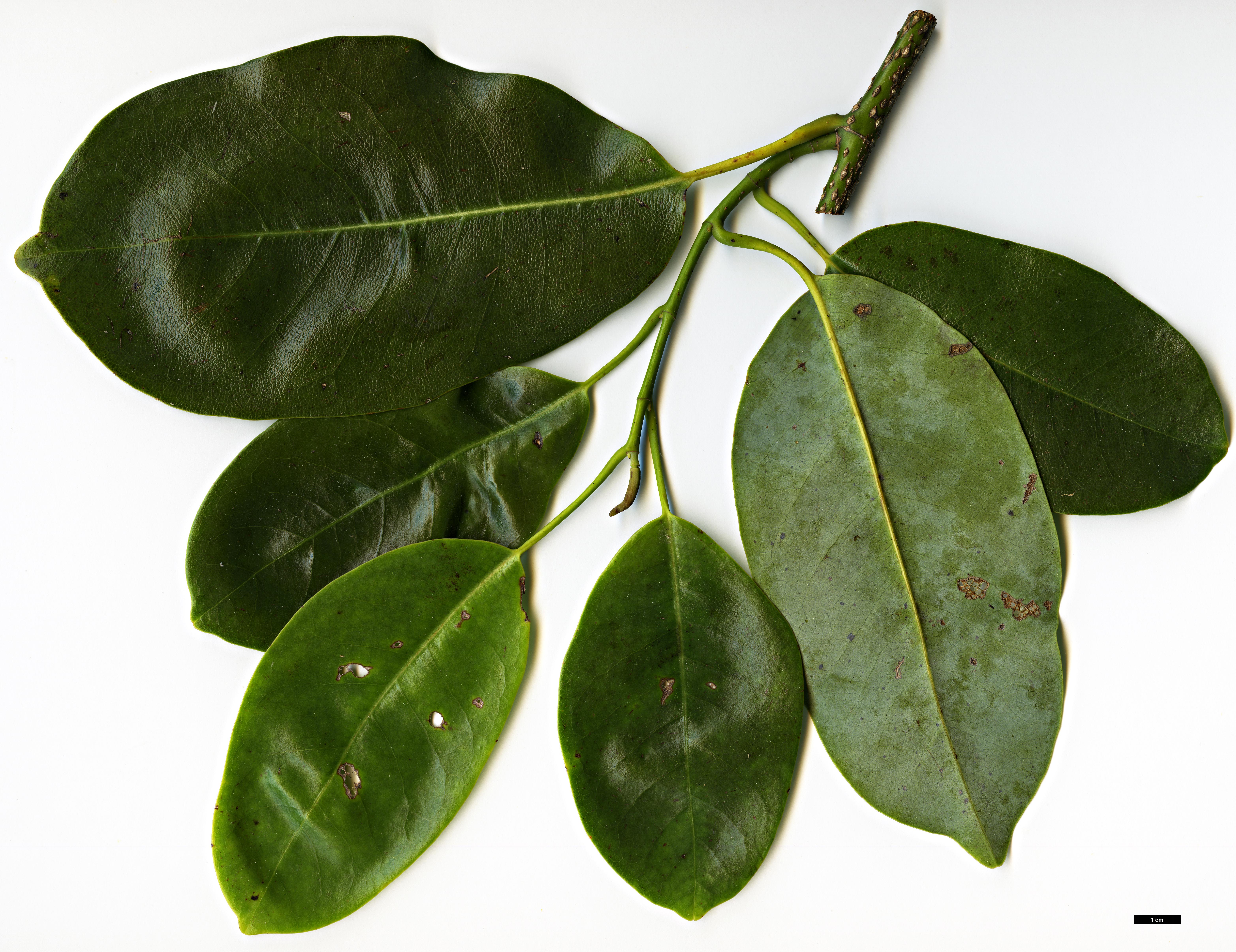 High resolution image: Family: Magnoliaceae - Genus: Magnolia - Taxon: macclurei
