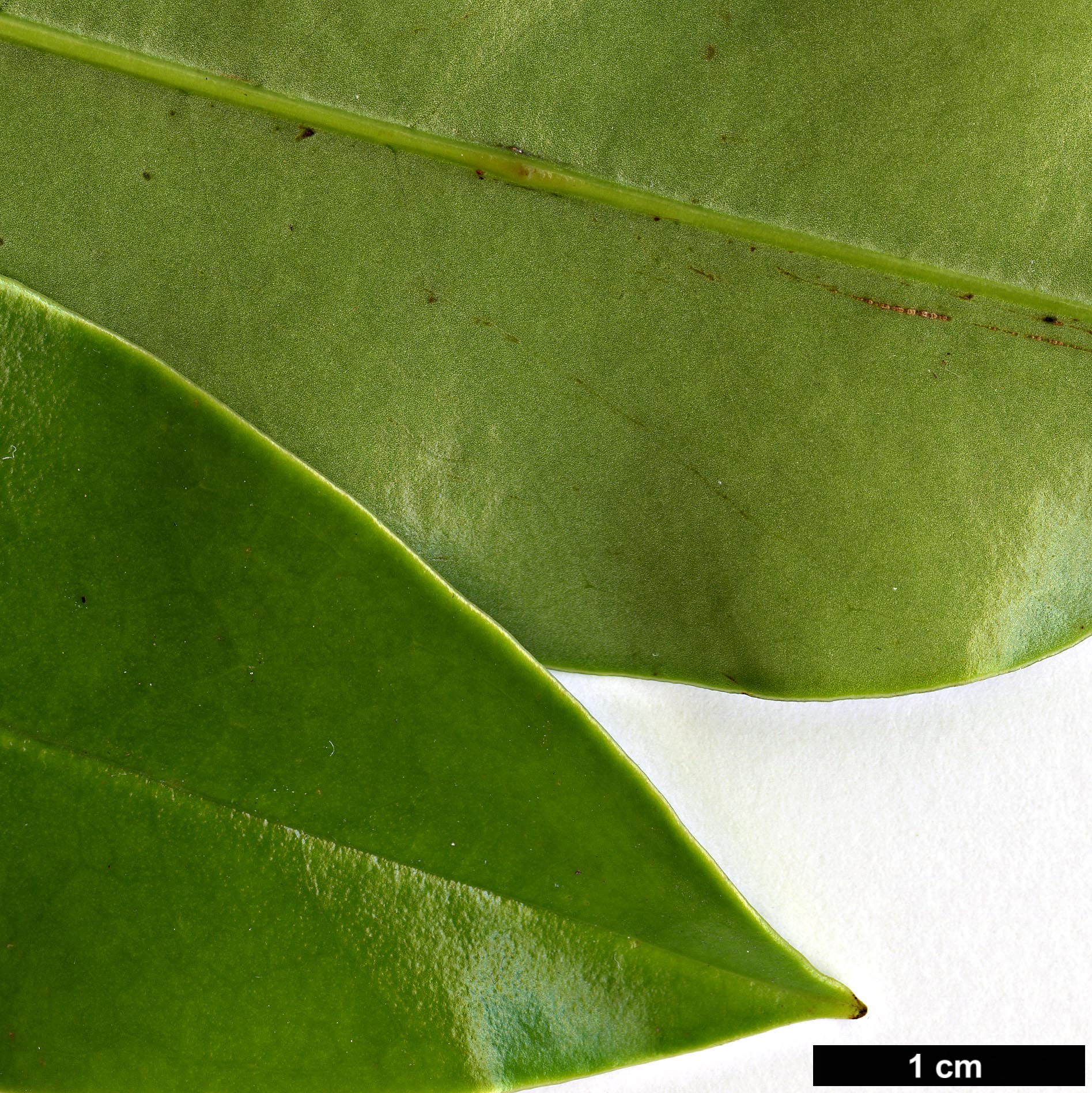 High resolution image: Family: Magnoliaceae - Genus: Magnolia - Taxon: martini