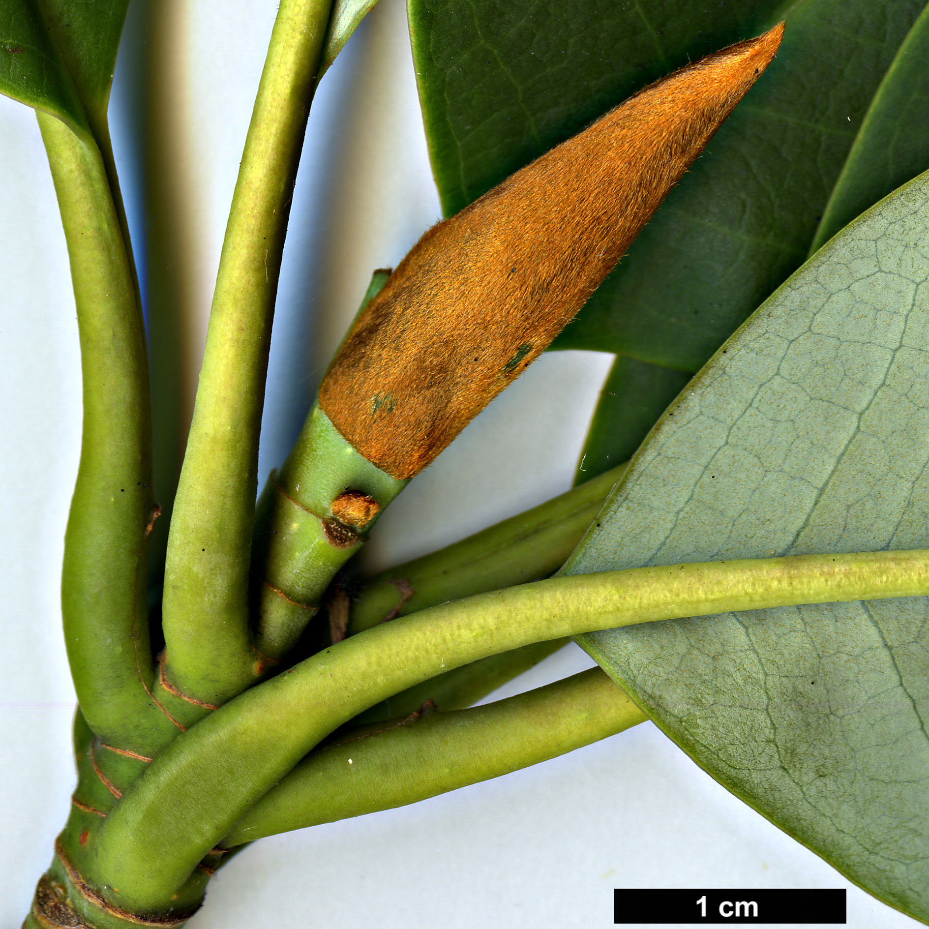 High resolution image: Family: Magnoliaceae - Genus: Magnolia - Taxon: sapaensis
