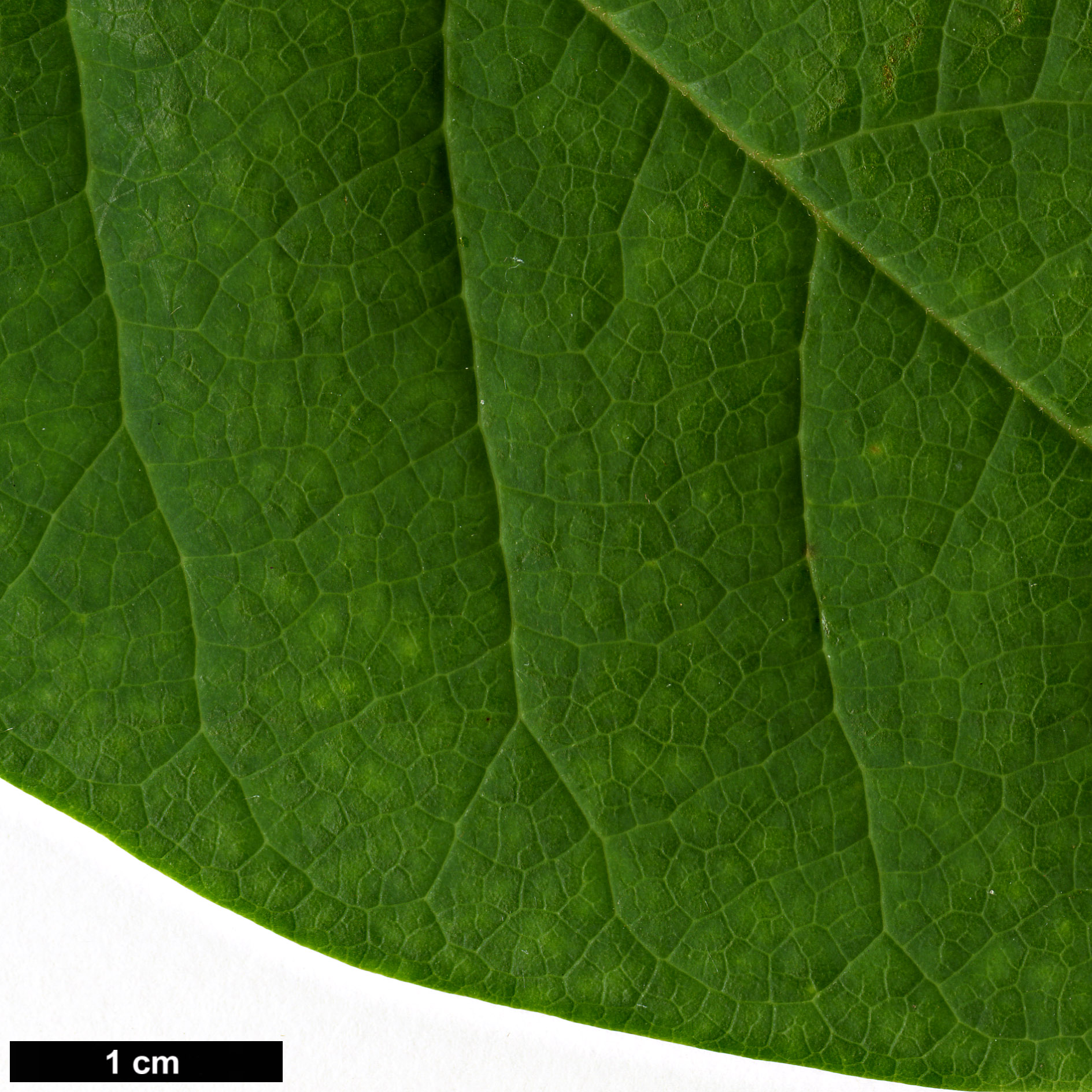 High resolution image: Family: Magnoliaceae - Genus: Magnolia - Taxon: sinensis