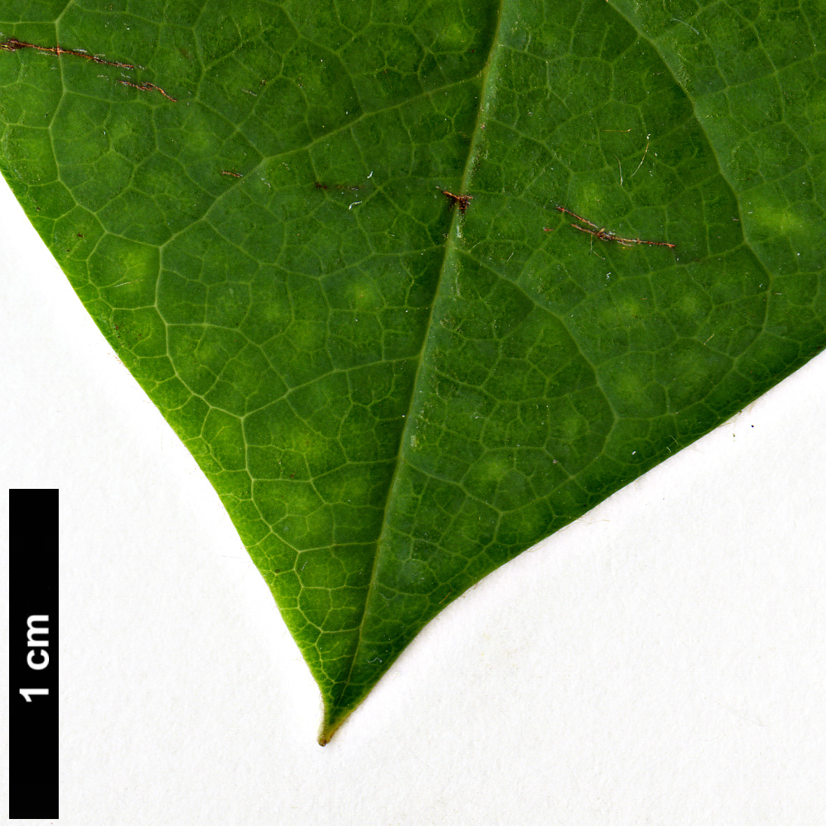 High resolution image: Family: Magnoliaceae - Genus: Magnolia - Taxon: sinensis