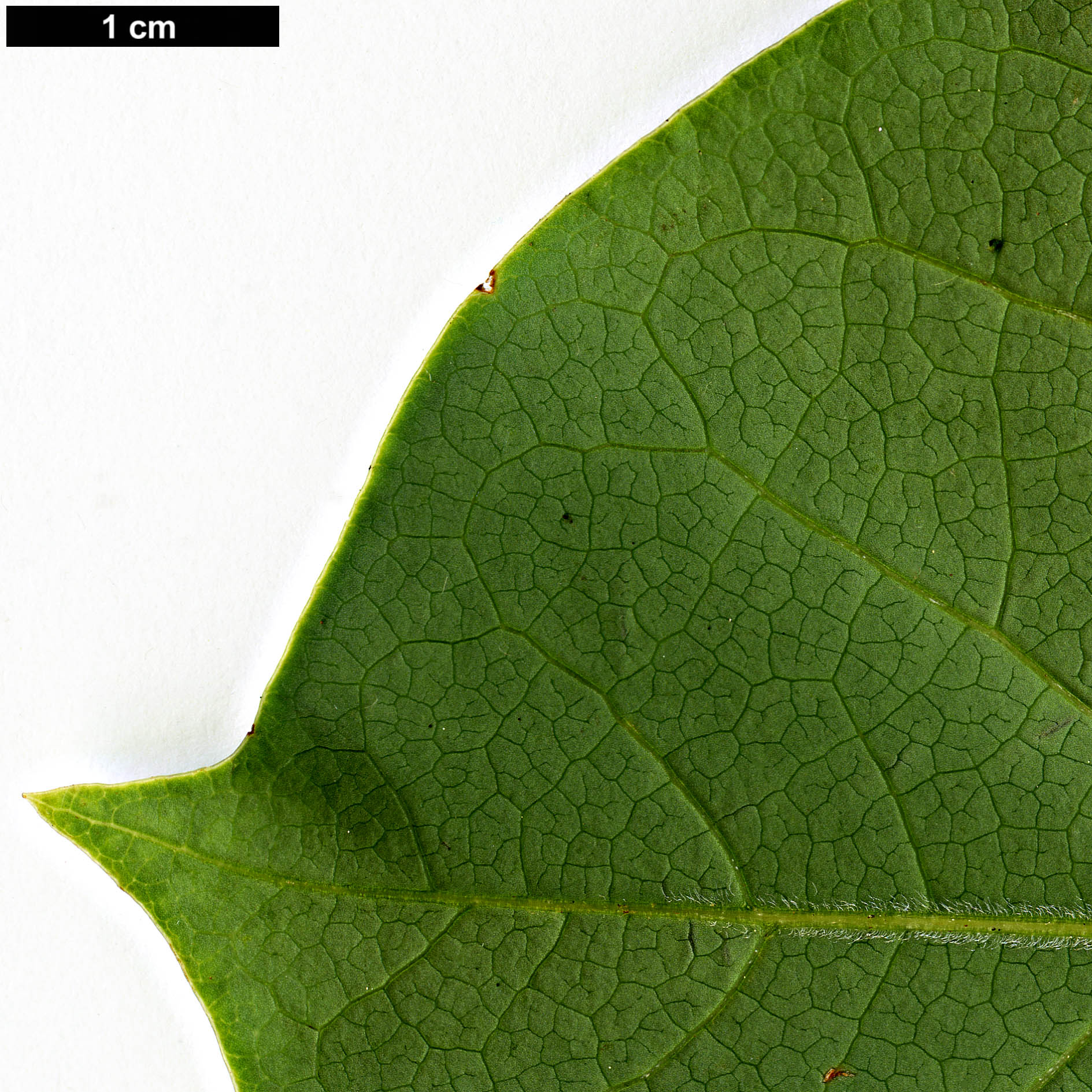 High resolution image: Family: Magnoliaceae - Genus: Magnolia - Taxon: sprengeri