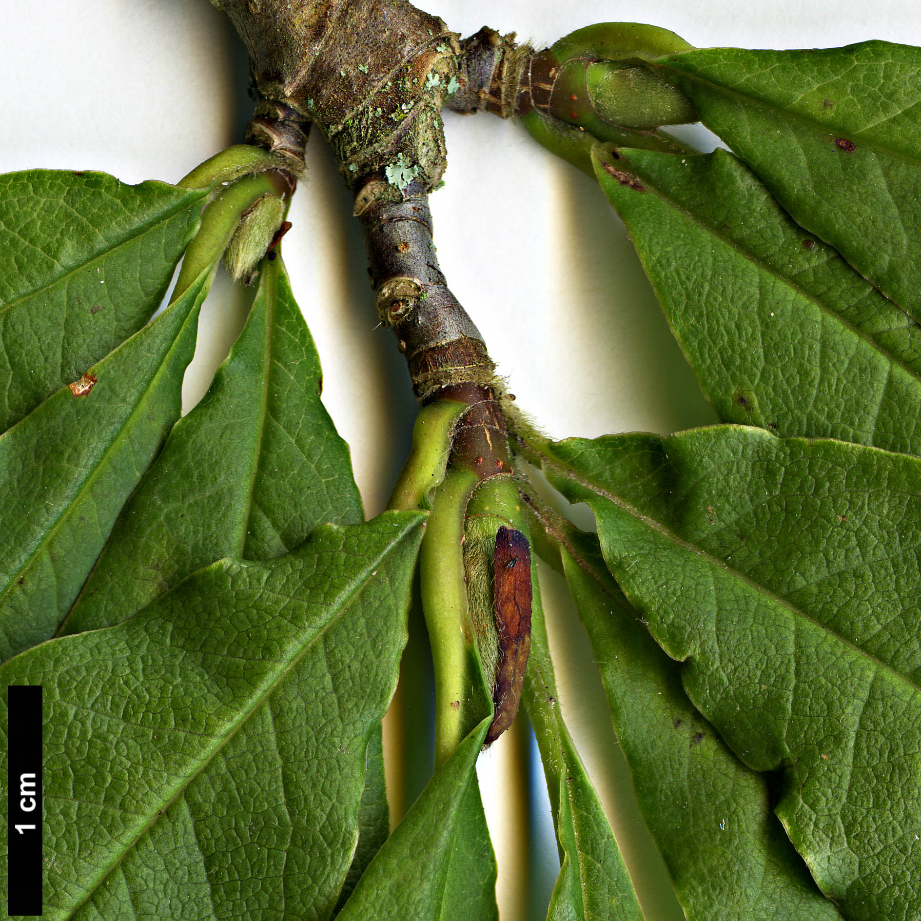High resolution image: Family: Magnoliaceae - Genus: Magnolia - Taxon: stellata
