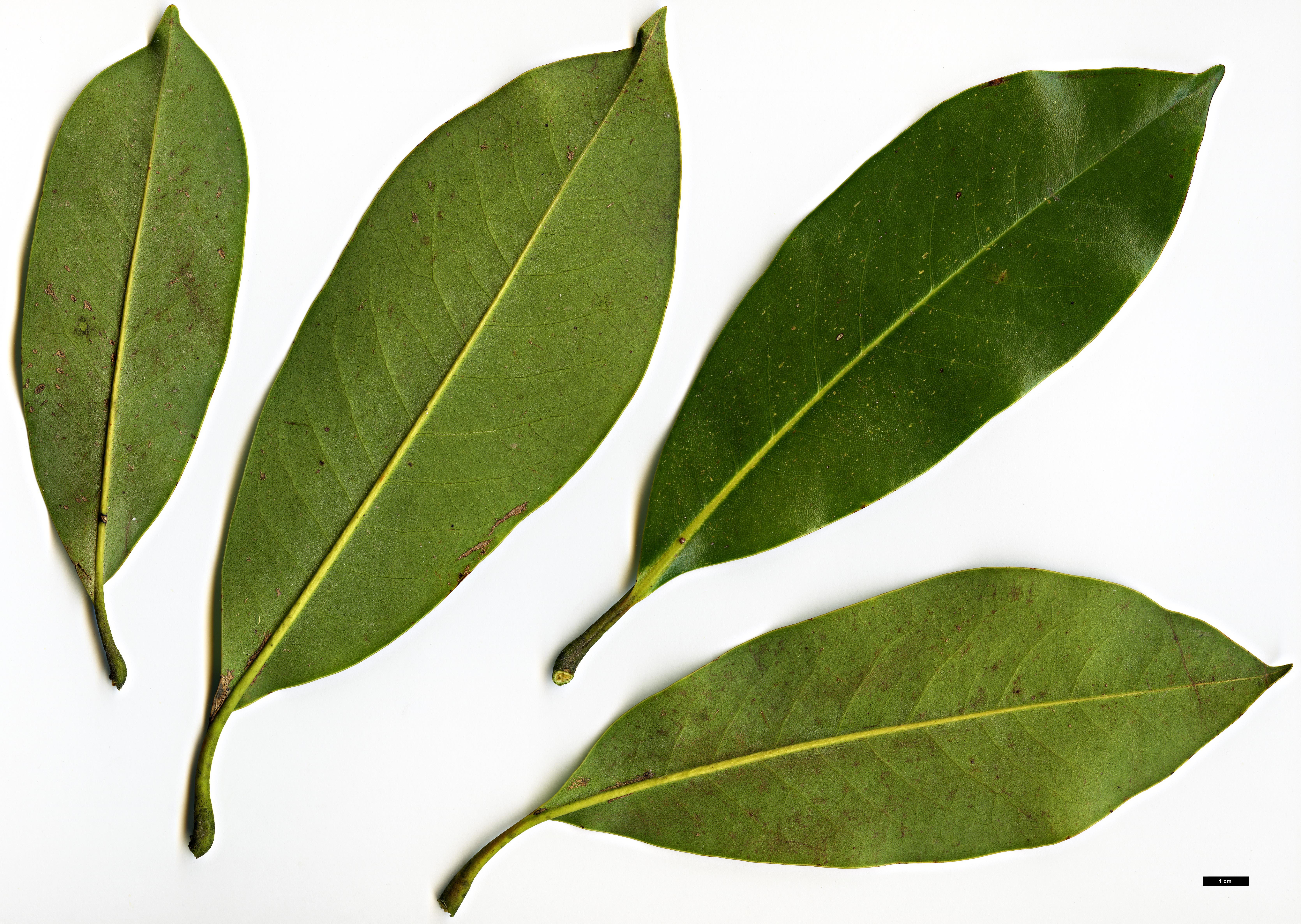 High resolution image: Family: Magnoliaceae - Genus: Magnolia - Taxon: tamaulipana
