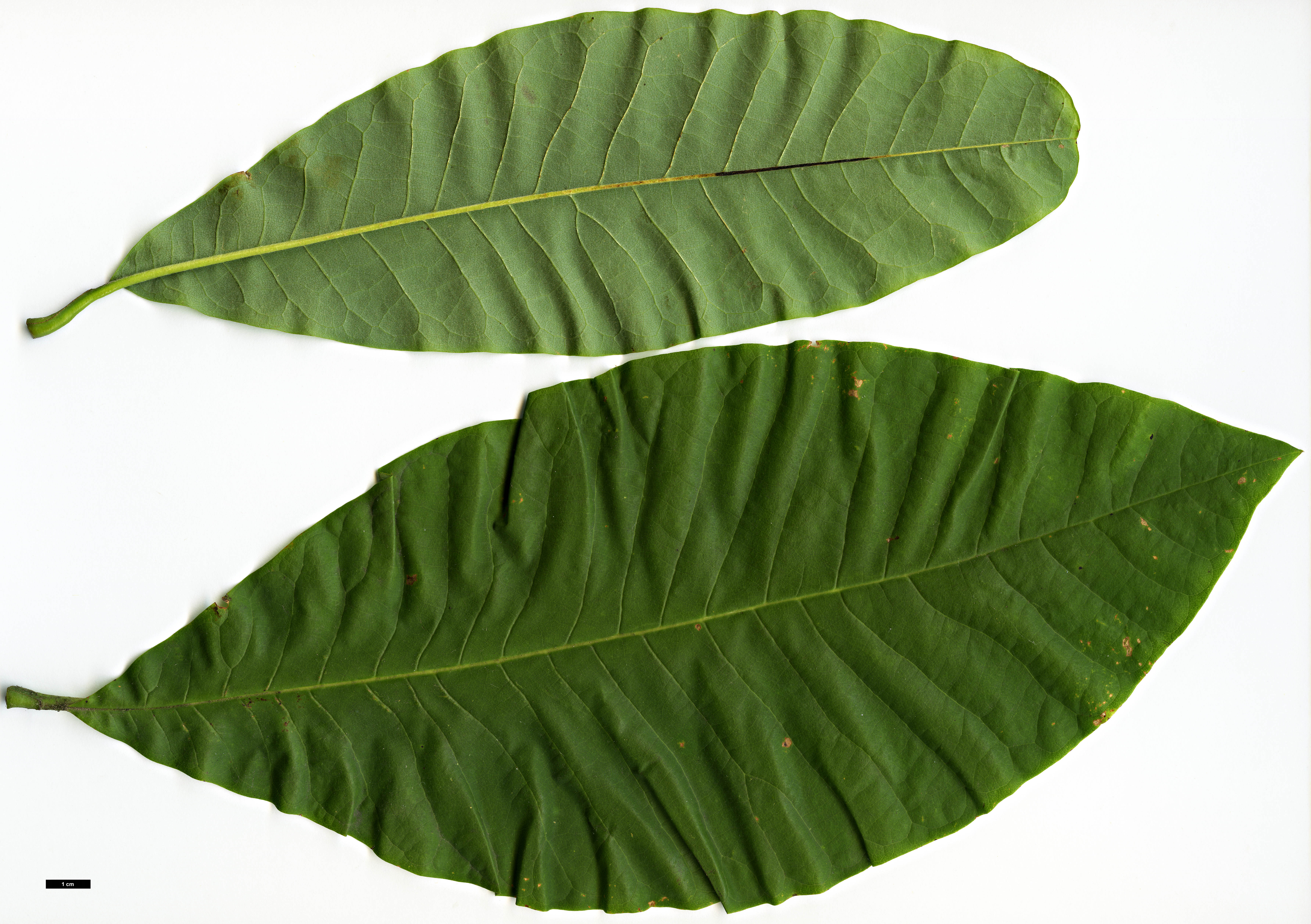 High resolution image: Family: Magnoliaceae - Genus: Magnolia - Taxon: tripetala