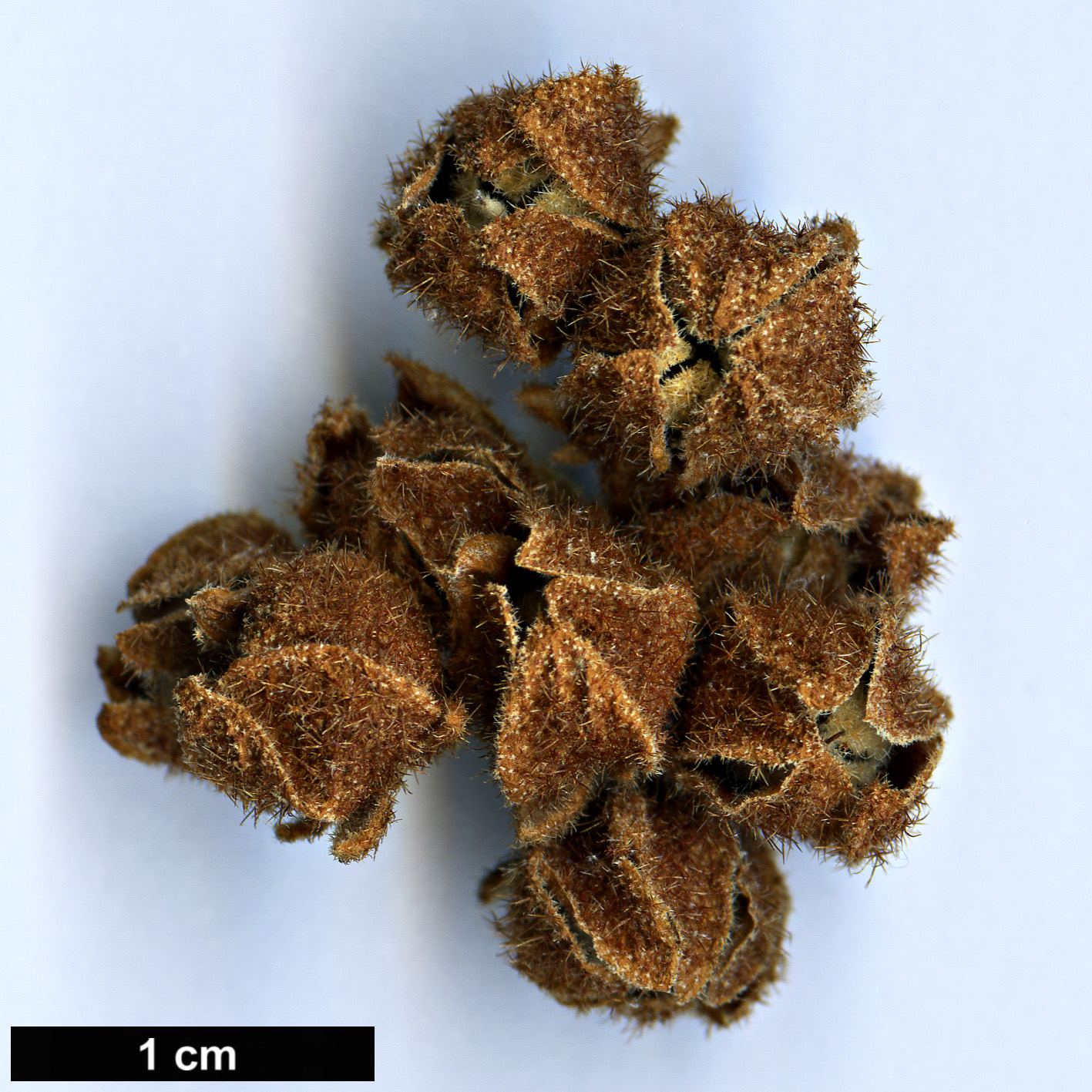 High resolution image: Family: Malvaceae - Genus: Lasiopetalum - Taxon: macrophyllum