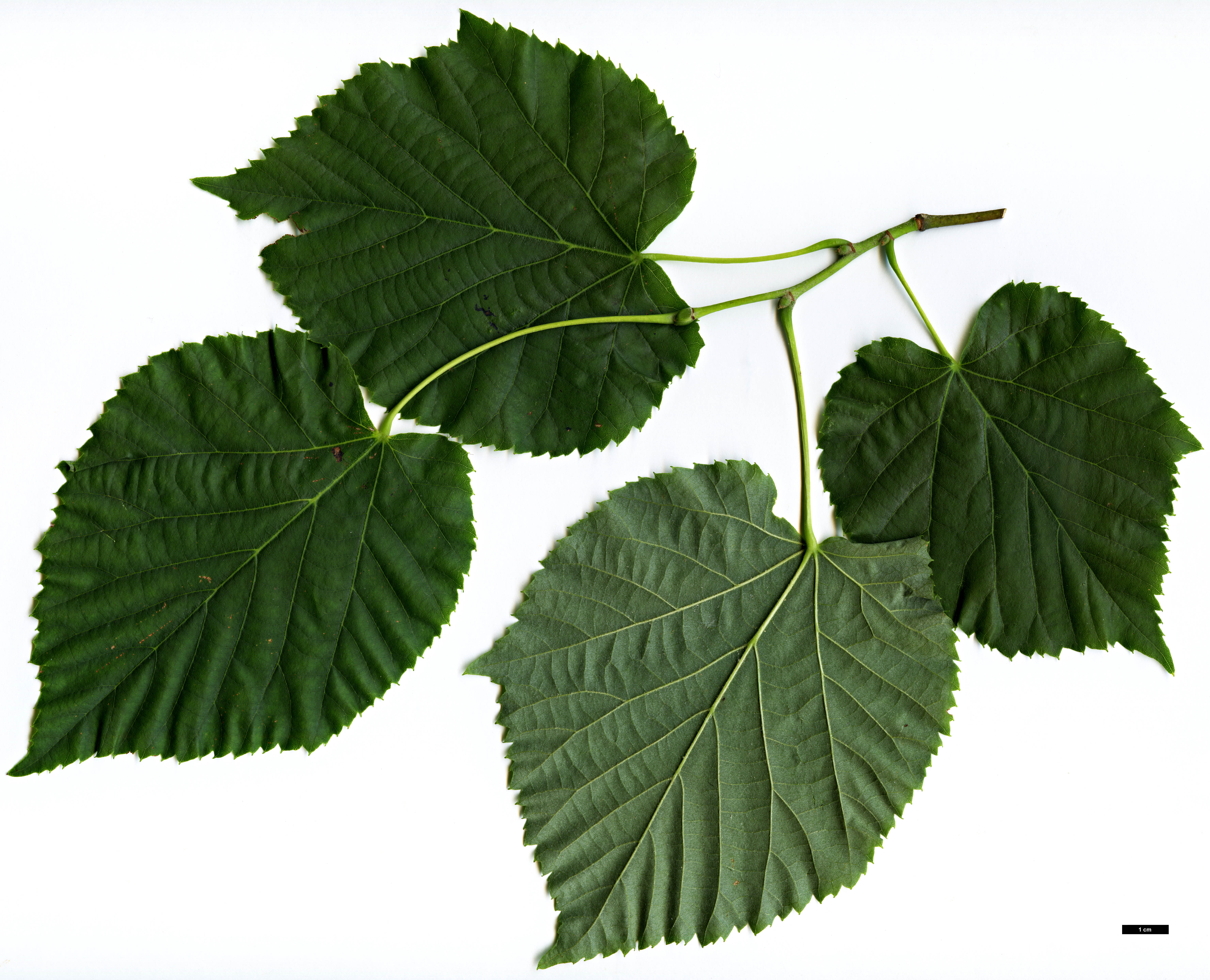 High resolution image: Family: Malvaceae - Genus: Tilia - Taxon: 'Varsaviensis'