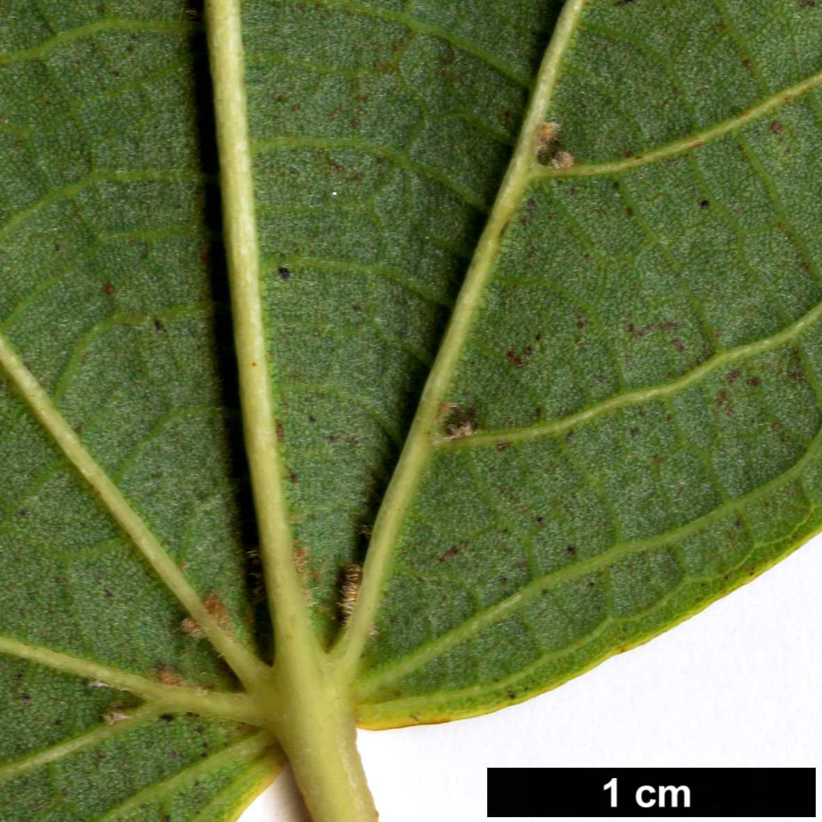 High resolution image: Family: Malvaceae - Genus: Tilia - Taxon: chinensis