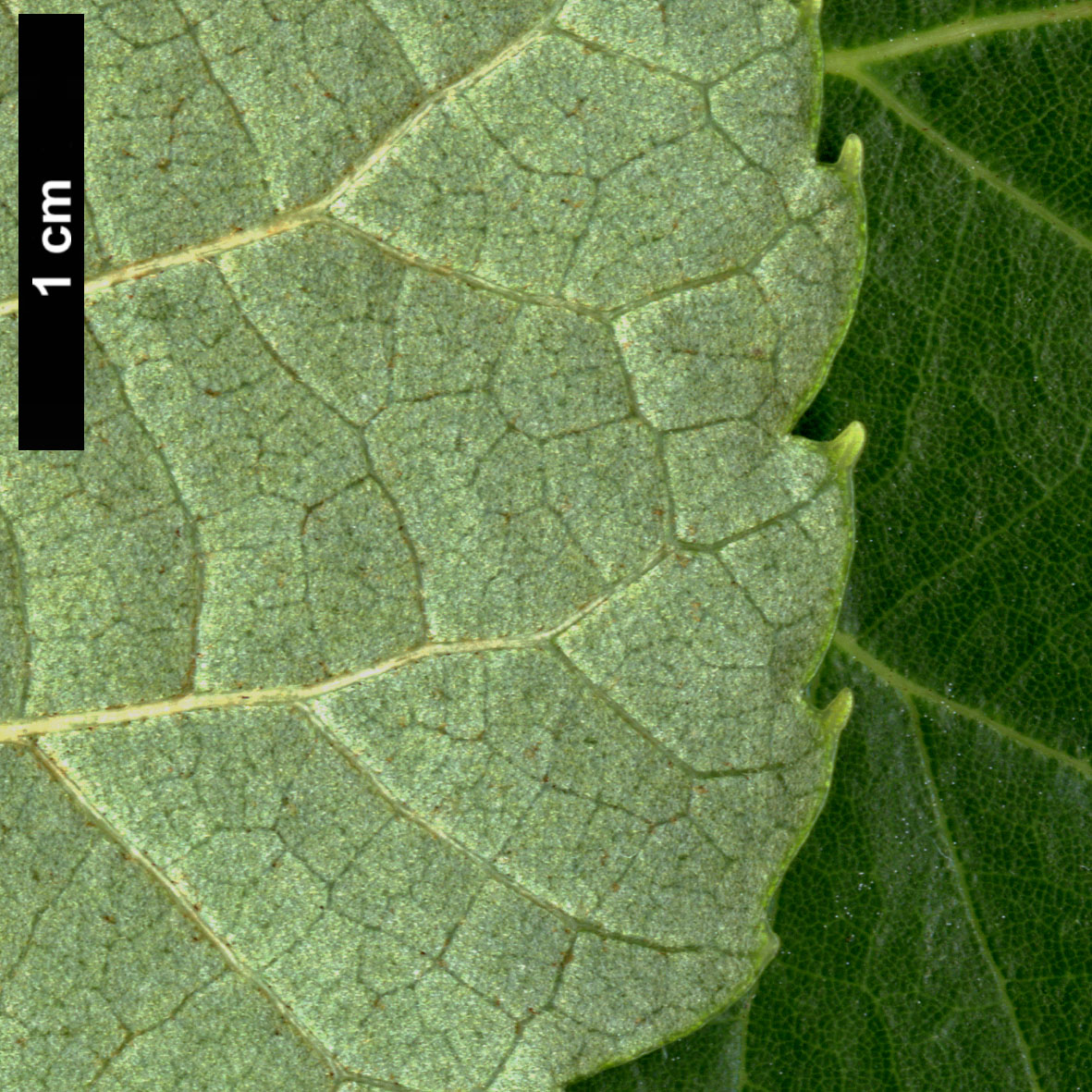 High resolution image: Family: Malvaceae - Genus: Tilia - Taxon: concinna