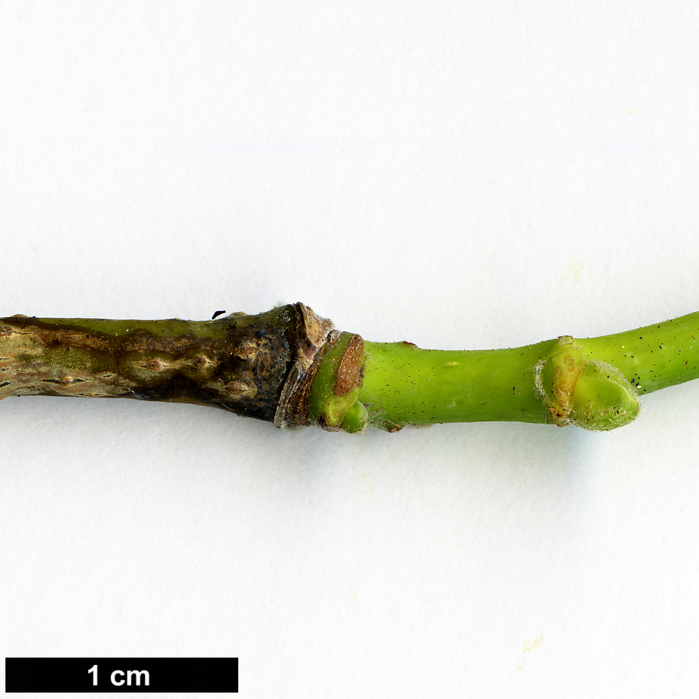 High resolution image: Family: Malvaceae - Genus: Tilia - Taxon: concinna