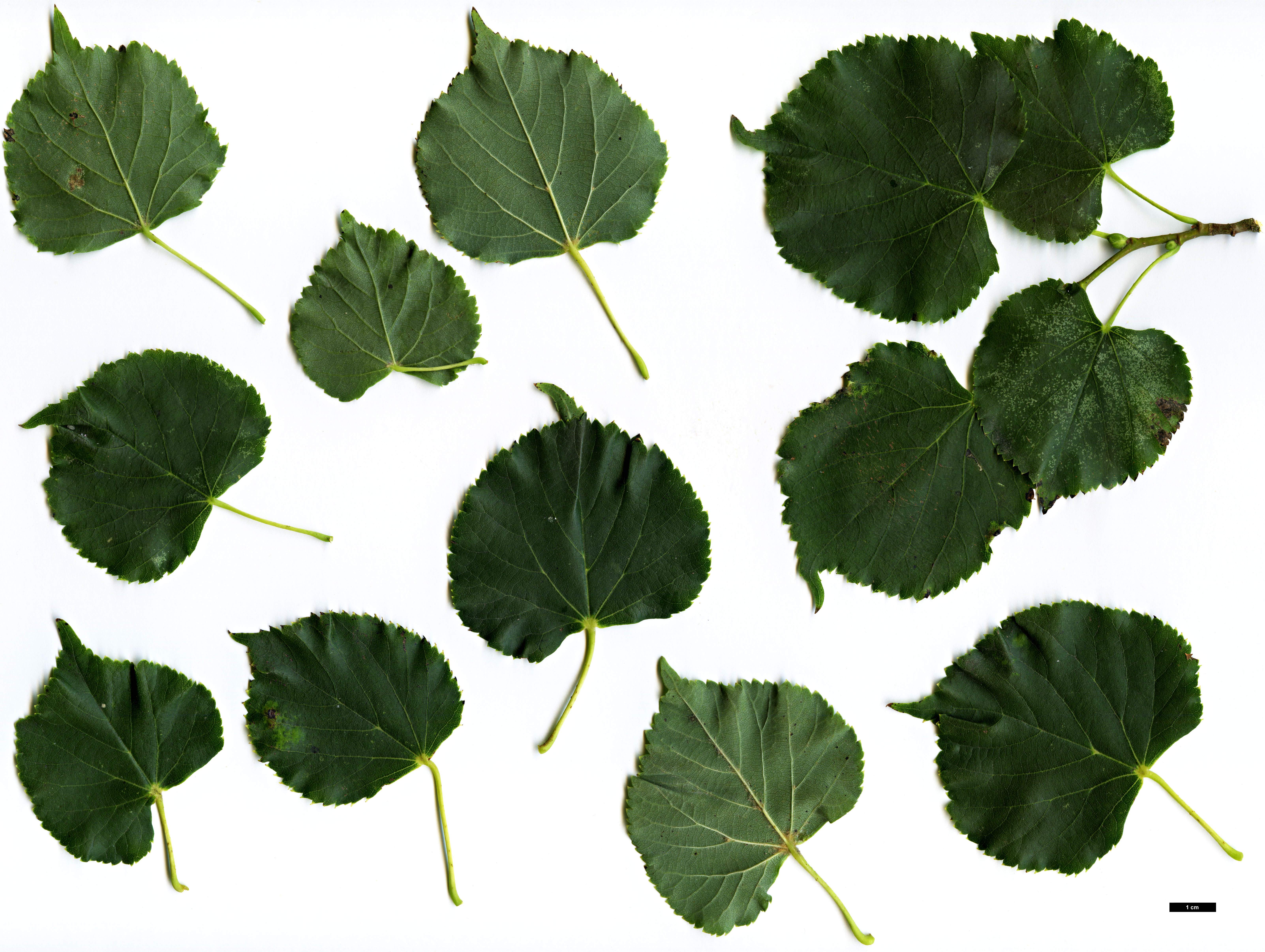 High resolution image: Family: Malvaceae - Genus: Tilia - Taxon: cordata - SpeciesSub: 'Rancho'