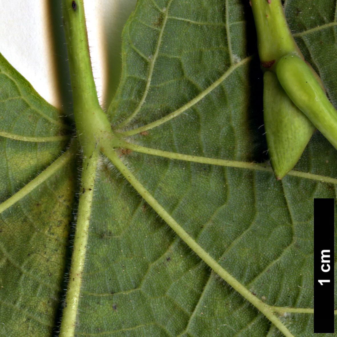 High resolution image: Family: Malvaceae - Genus: Tilia - Taxon: platyphyllos