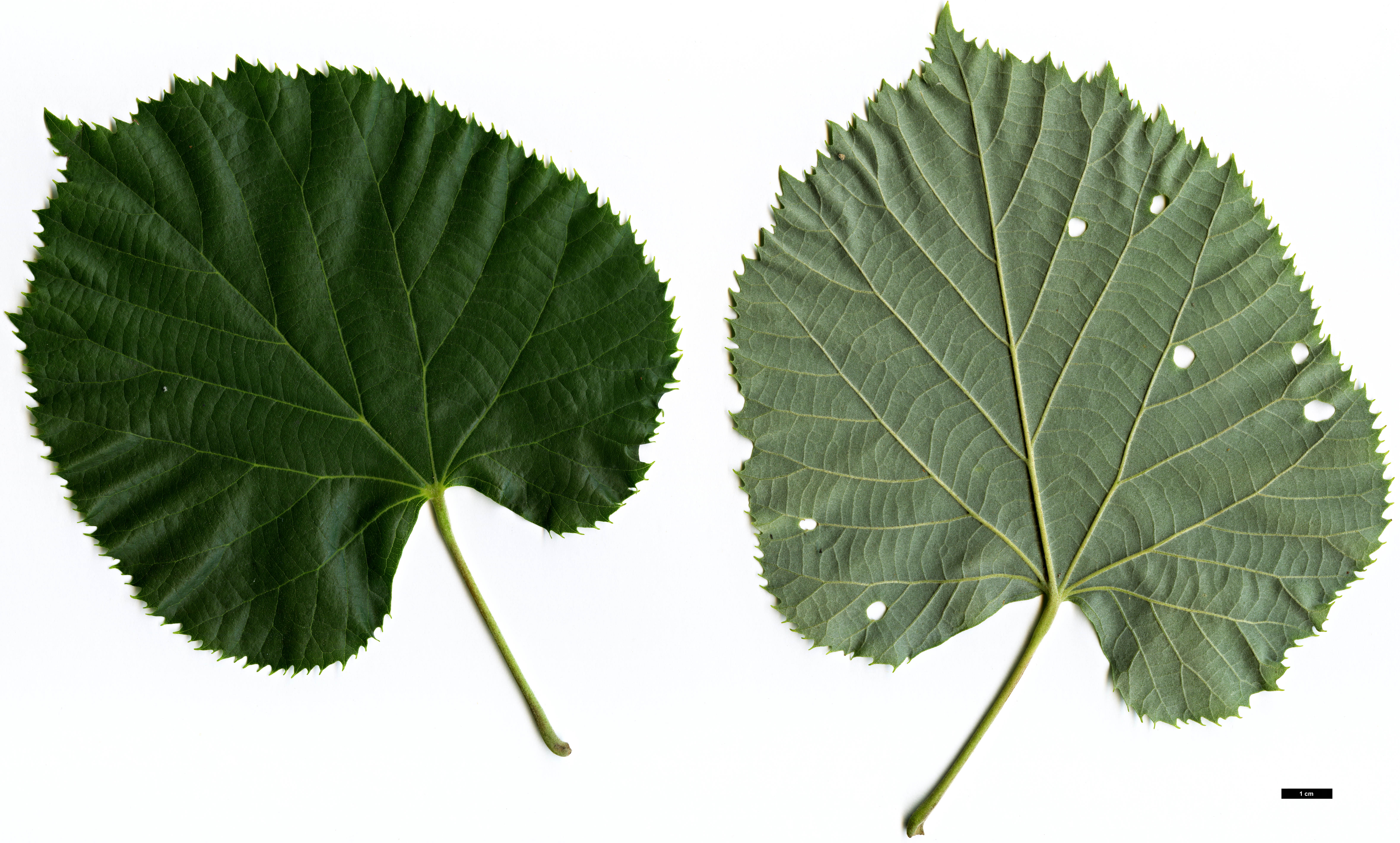High resolution image: Family: Malvaceae - Genus: Tilia - Taxon: tomentosa - SpeciesSub: 'Orbicularis'