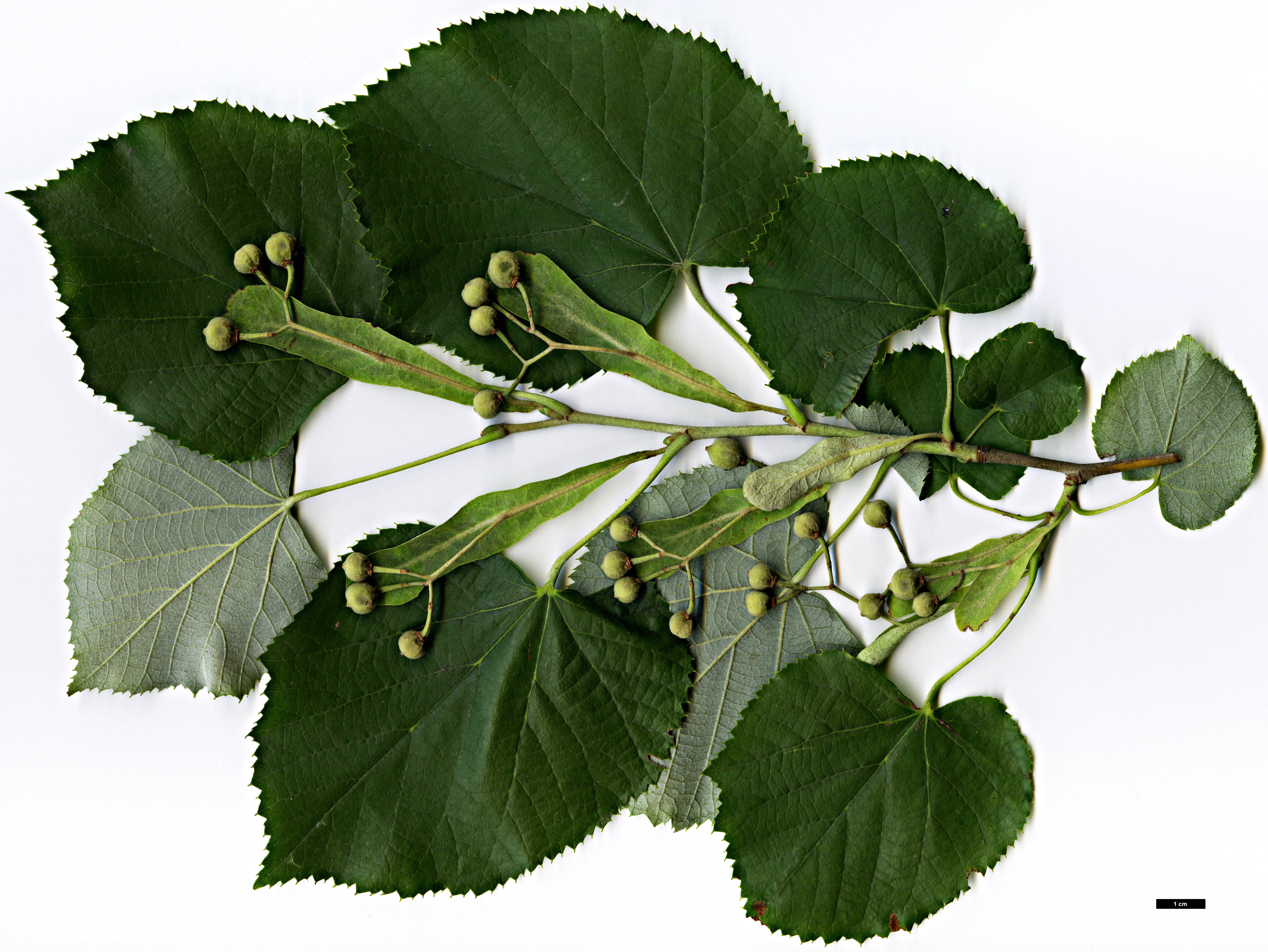 High resolution image: Family: Malvaceae - Genus: Tilia - Taxon: tomentosa - SpeciesSub: 'Petiolaris'