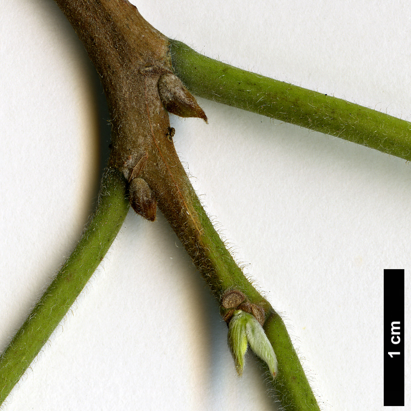 High resolution image: Family: Moraceae - Genus: Broussonetia - Taxon: papyrifera