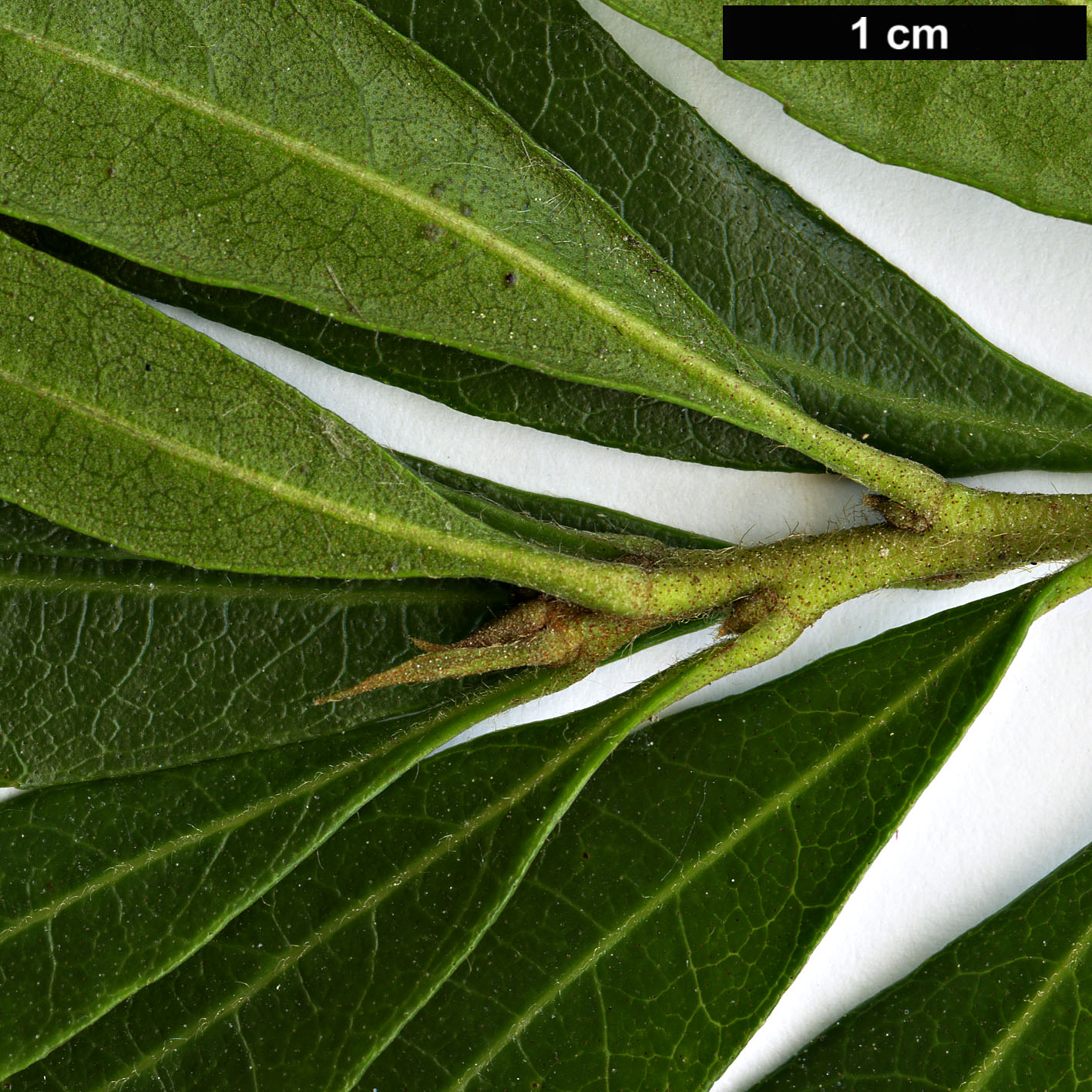 High resolution image: Family: Myricaceae - Genus: Morella - Taxon: californica