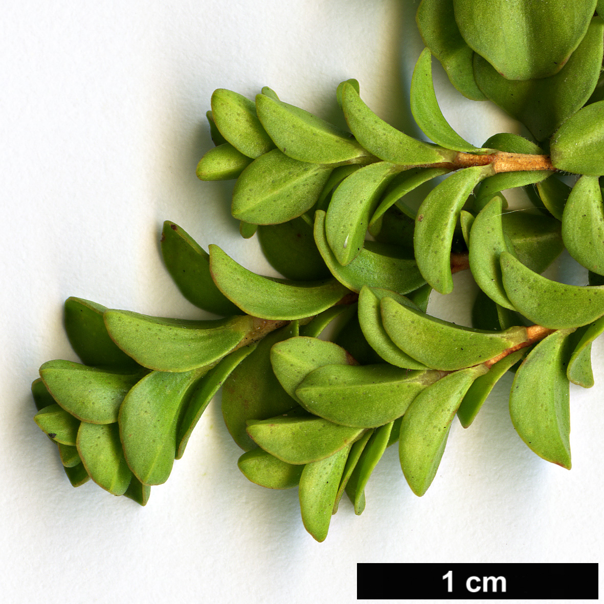 High resolution image: Family: Myrtaceae - Genus: Beaufortia - Taxon: aestiva