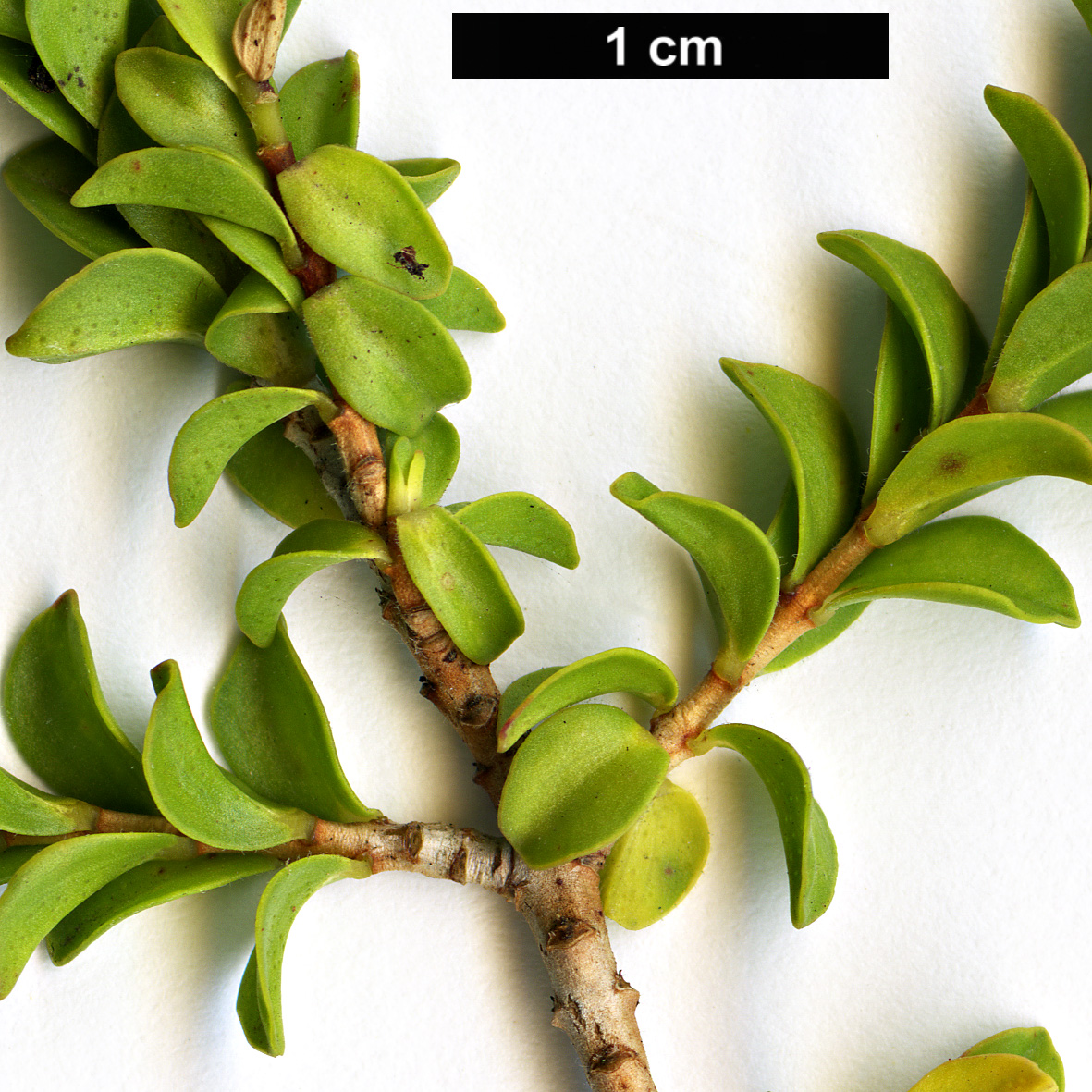 High resolution image: Family: Myrtaceae - Genus: Beaufortia - Taxon: aestiva