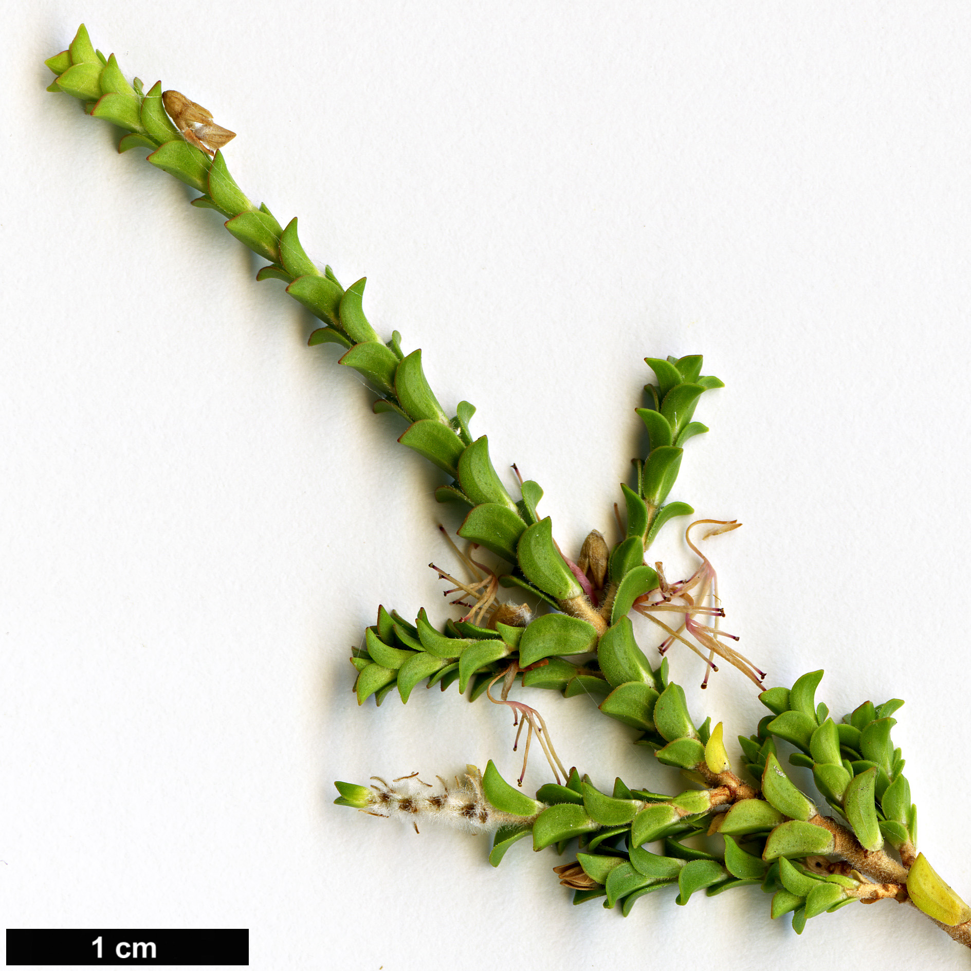 High resolution image: Family: Myrtaceae - Genus: Beaufortia - Taxon: elegans