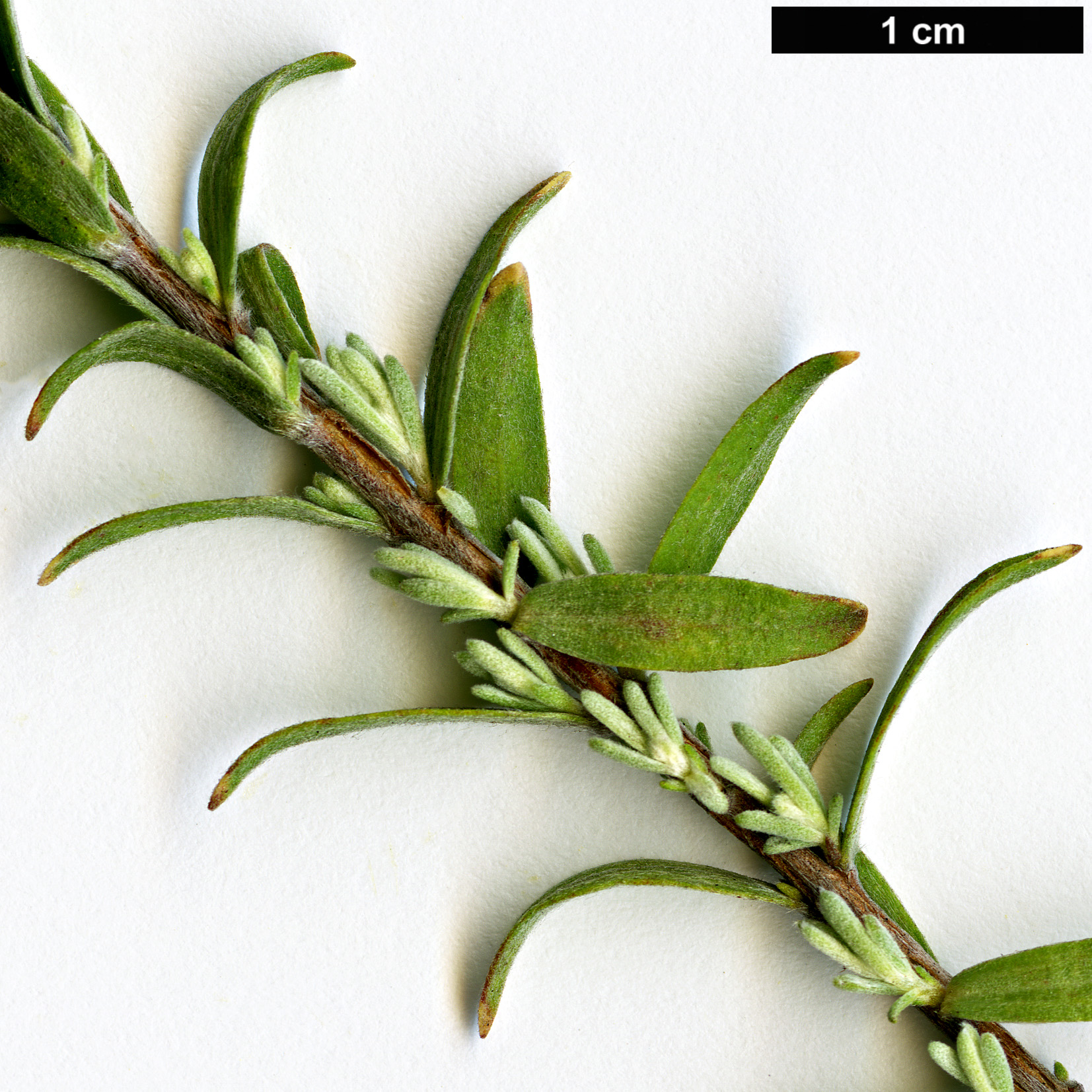 High resolution image: Family: Myrtaceae - Genus: Beaufortia - Taxon: incana