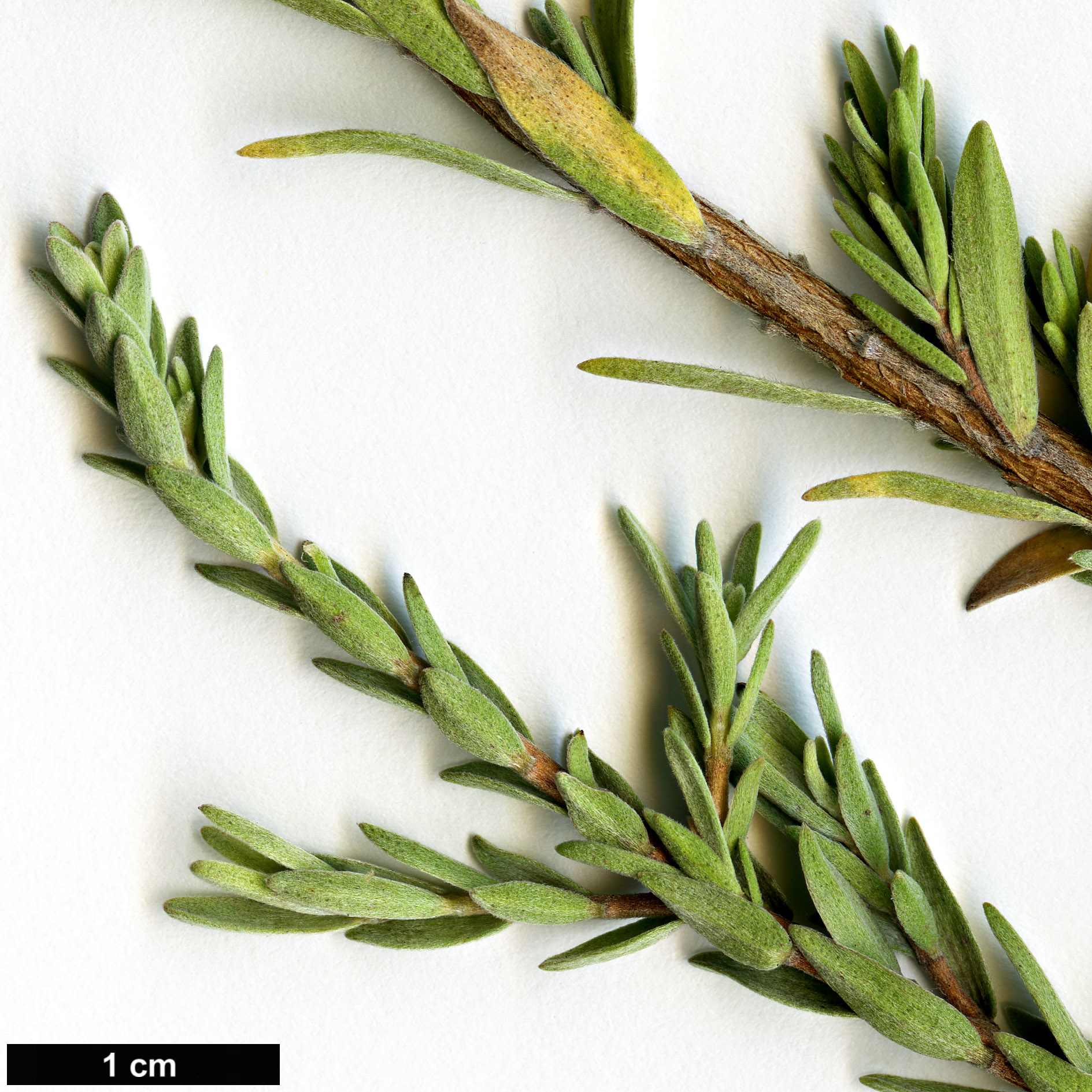 High resolution image: Family: Myrtaceae - Genus: Beaufortia - Taxon: incana