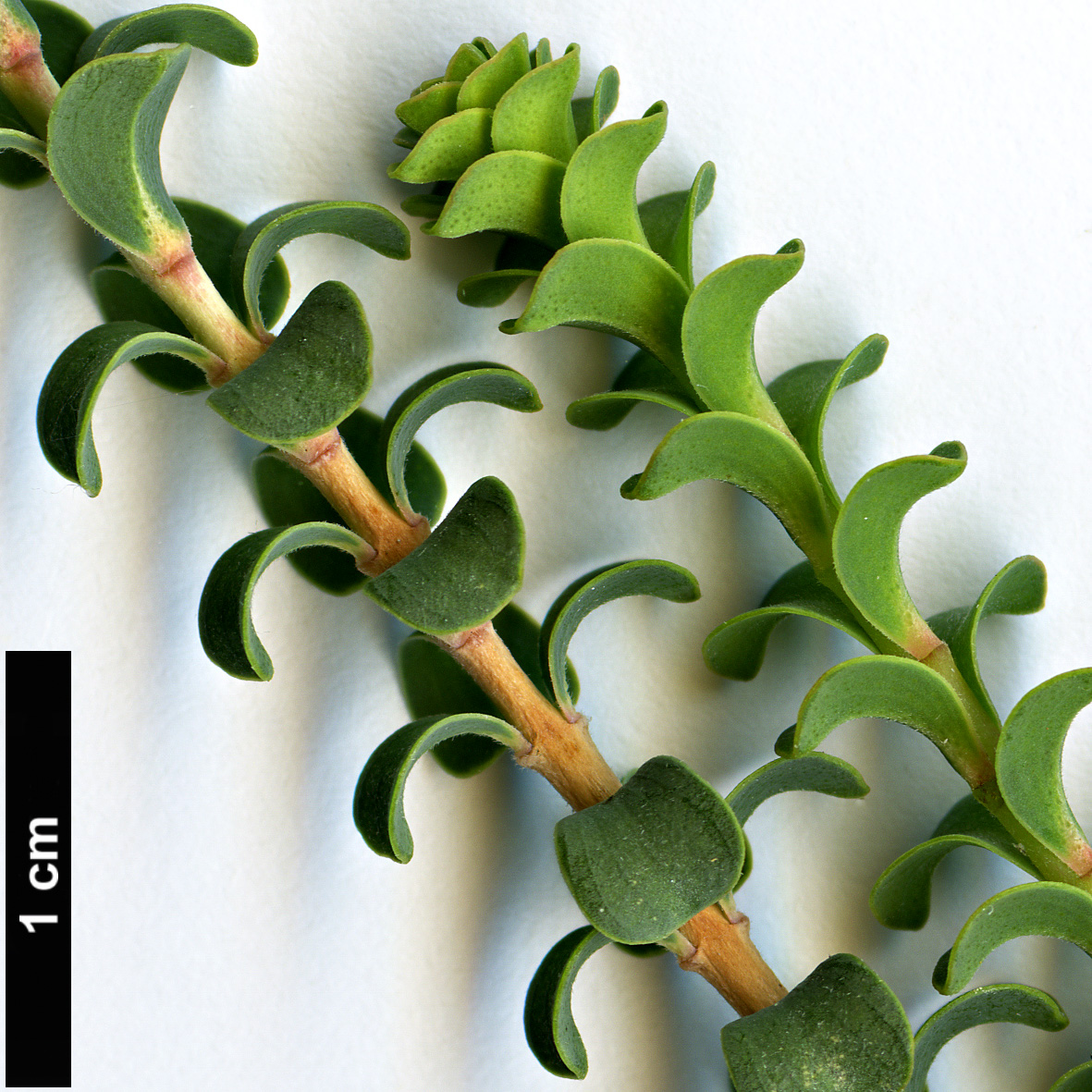 High resolution image: Family: Myrtaceae - Genus: Beaufortia - Taxon: orbifolia