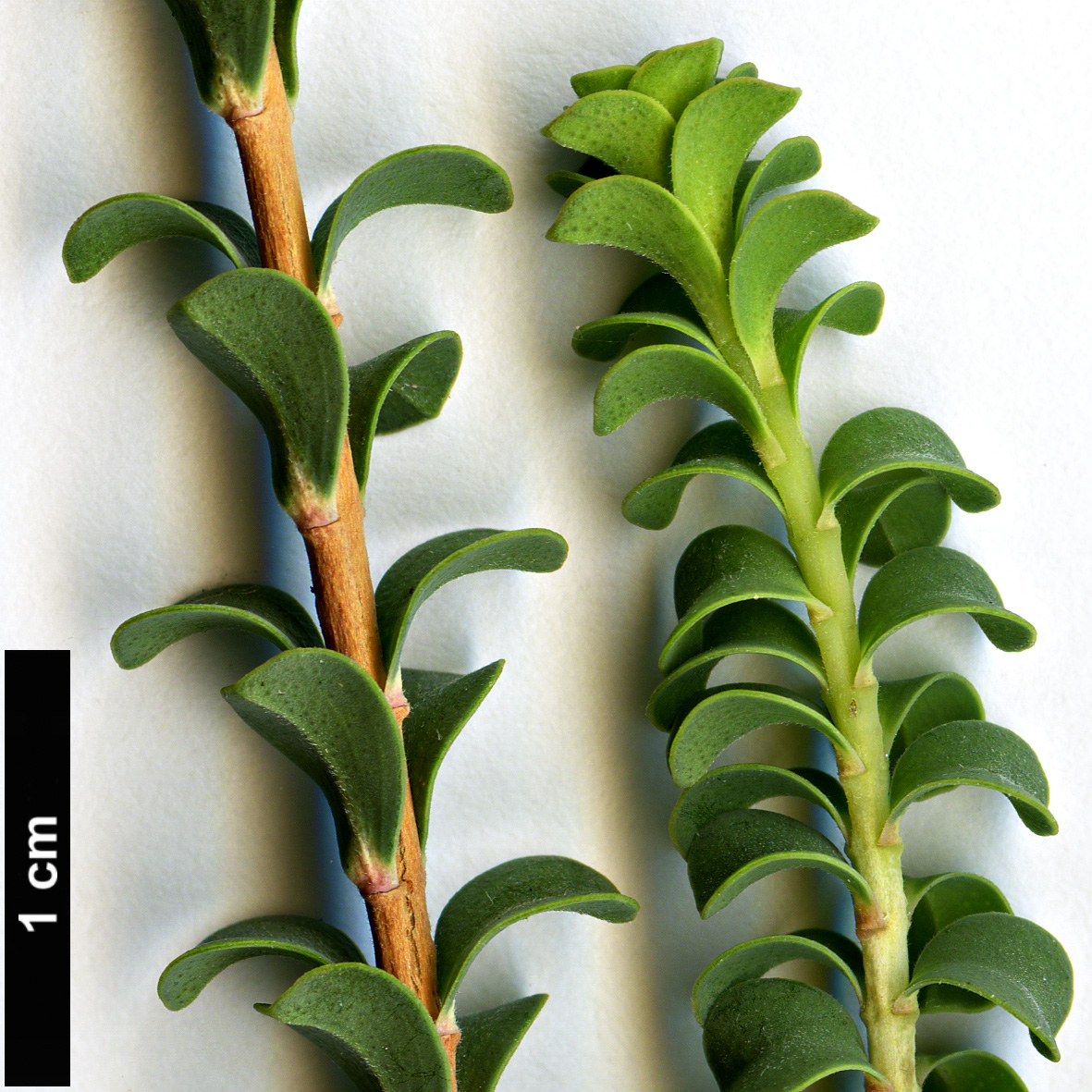 High resolution image: Family: Myrtaceae - Genus: Beaufortia - Taxon: orbifolia