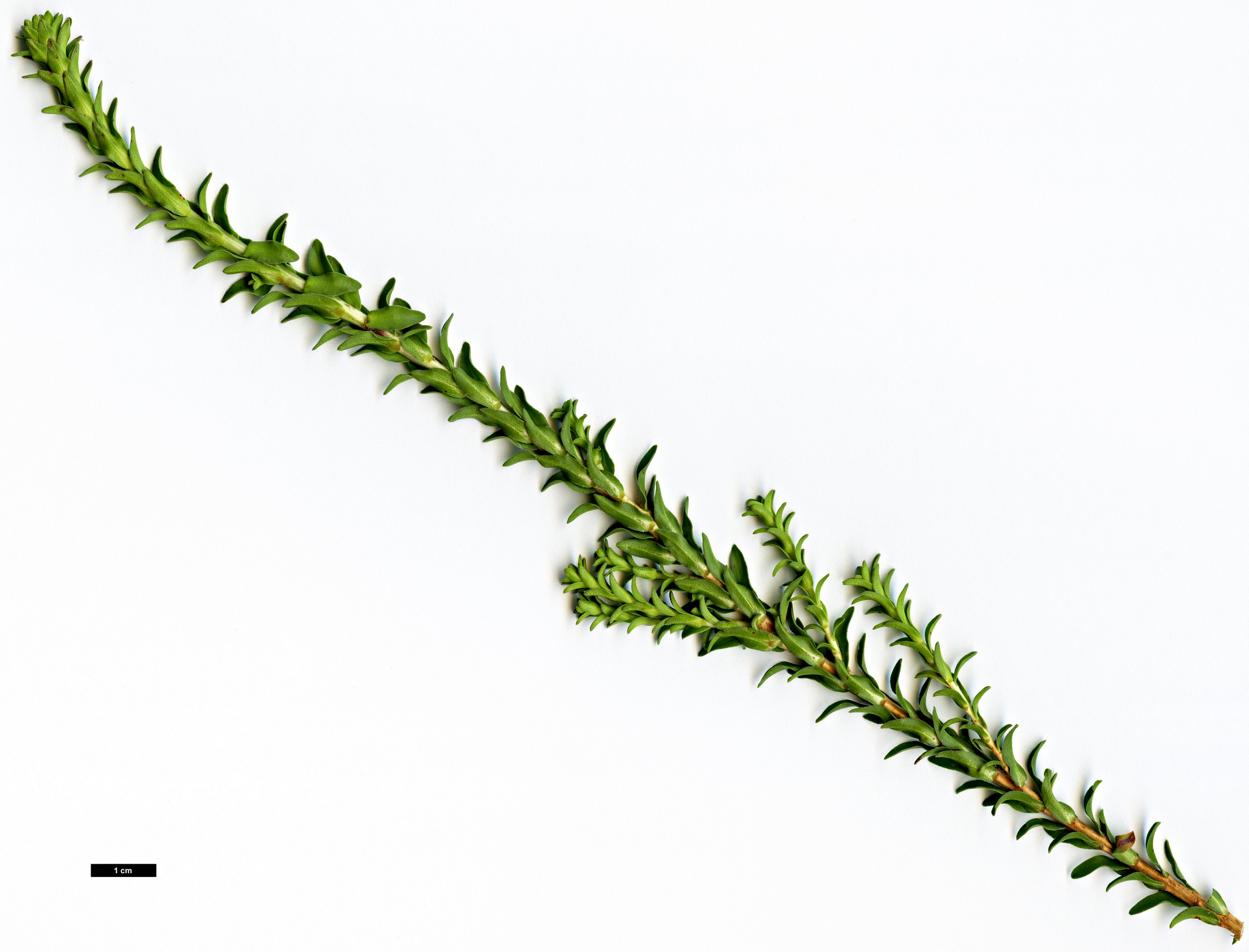 High resolution image: Family: Myrtaceae - Genus: Beaufortia - Taxon: sparsa