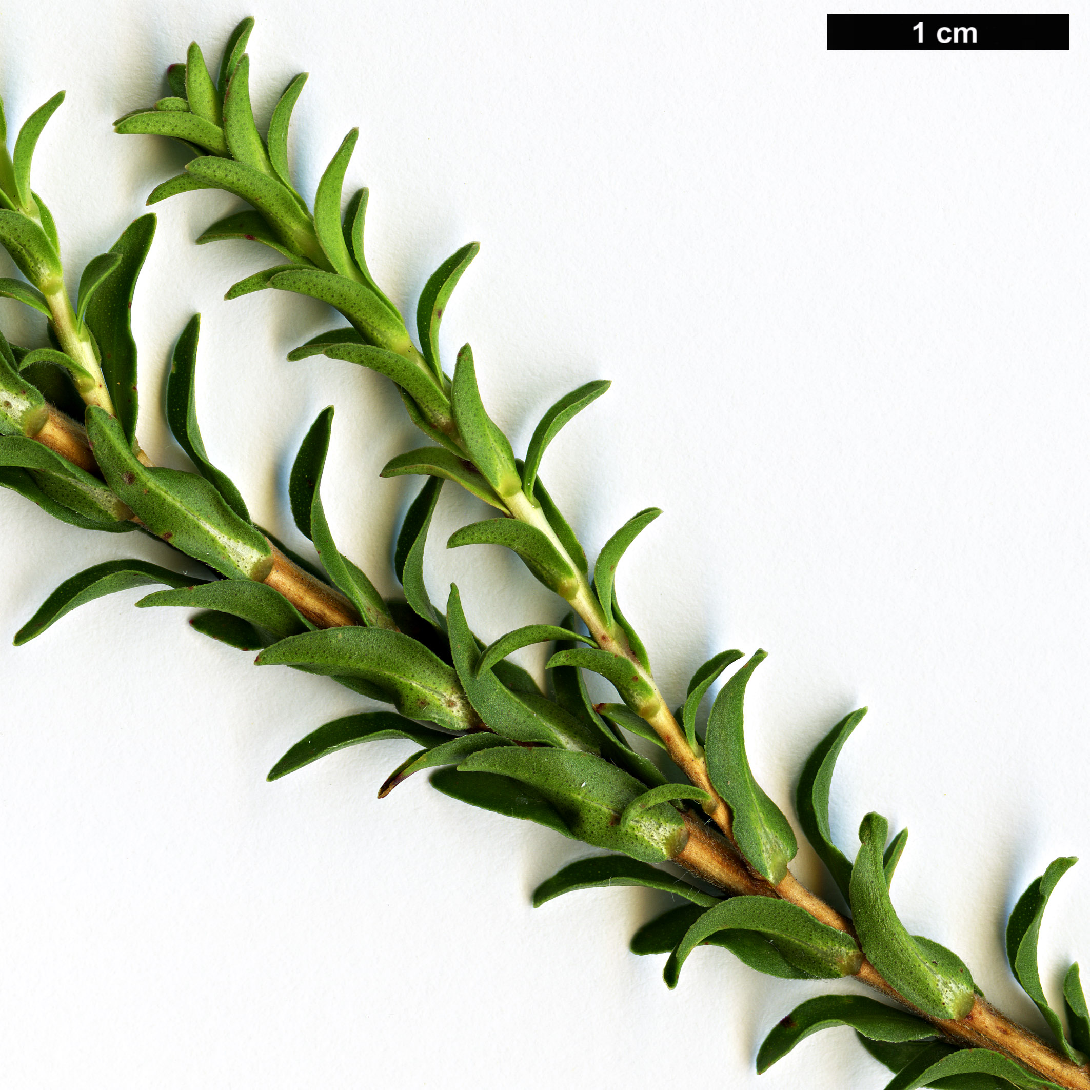 High resolution image: Family: Myrtaceae - Genus: Beaufortia - Taxon: sparsa