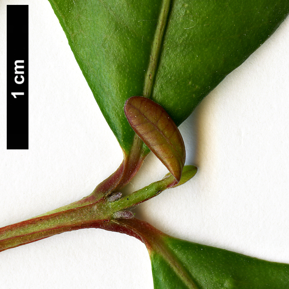 High resolution image: Family: Myrtaceae - Genus: Blepharocalyx - Taxon: cruckshanksii