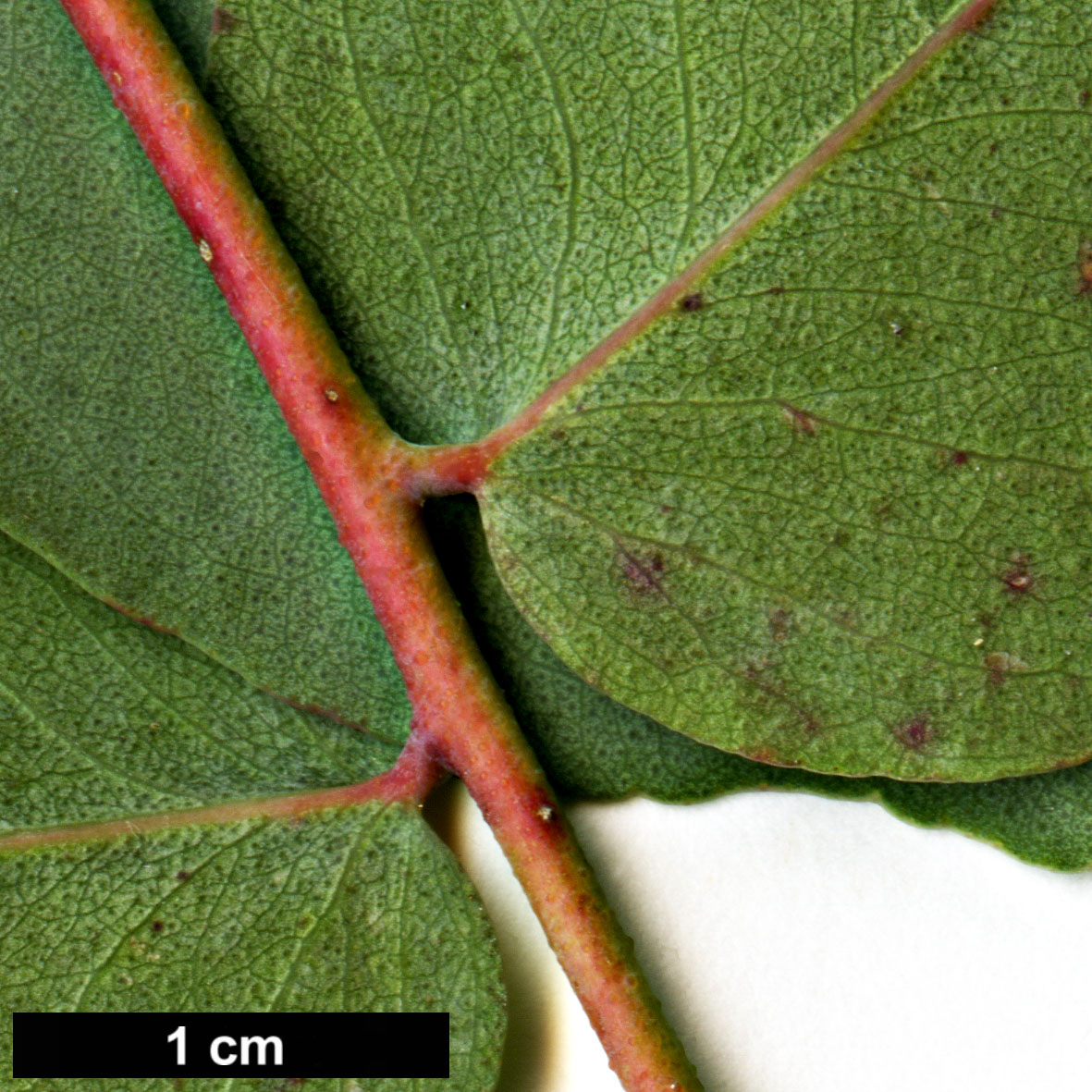 High resolution image: Family: Myrtaceae - Genus: Eucalyptus - Taxon: bridgesiana