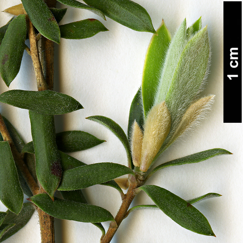 High resolution image: Family: Myrtaceae - Genus: Leptospermum - Taxon: lanigerum